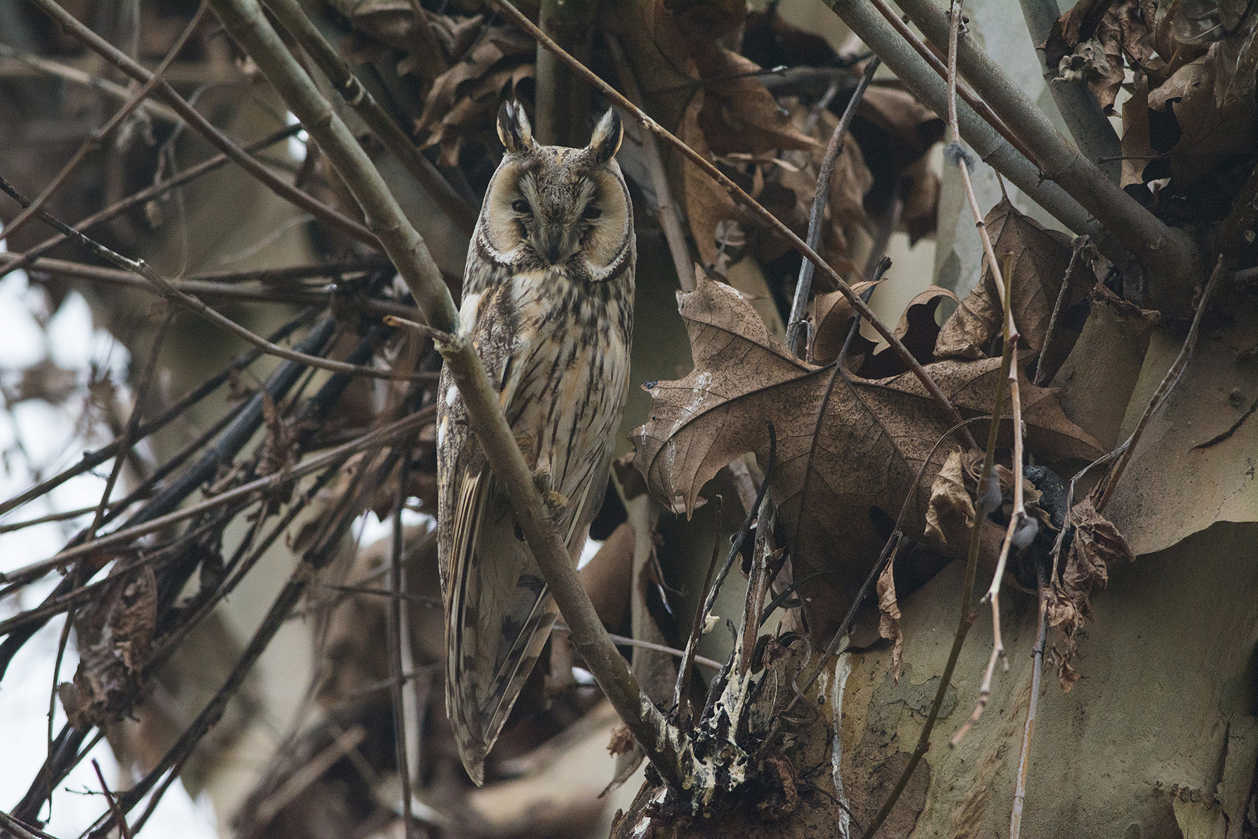 Nikon D7100 sample photo. Long-eared owl photography