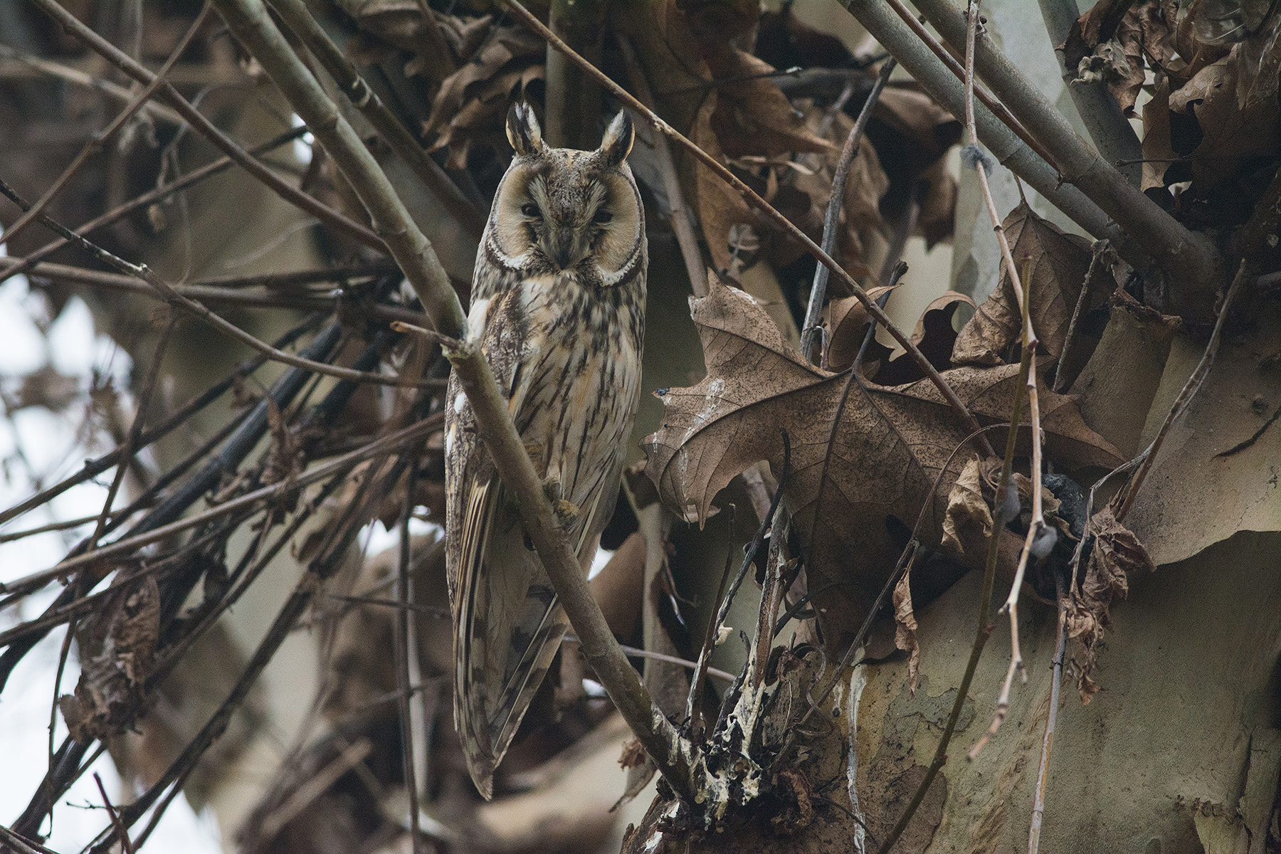 Nikon D7100 + Nikon AF-S Nikkor 300mm F4D ED-IF sample photo. Long-eared owl photography