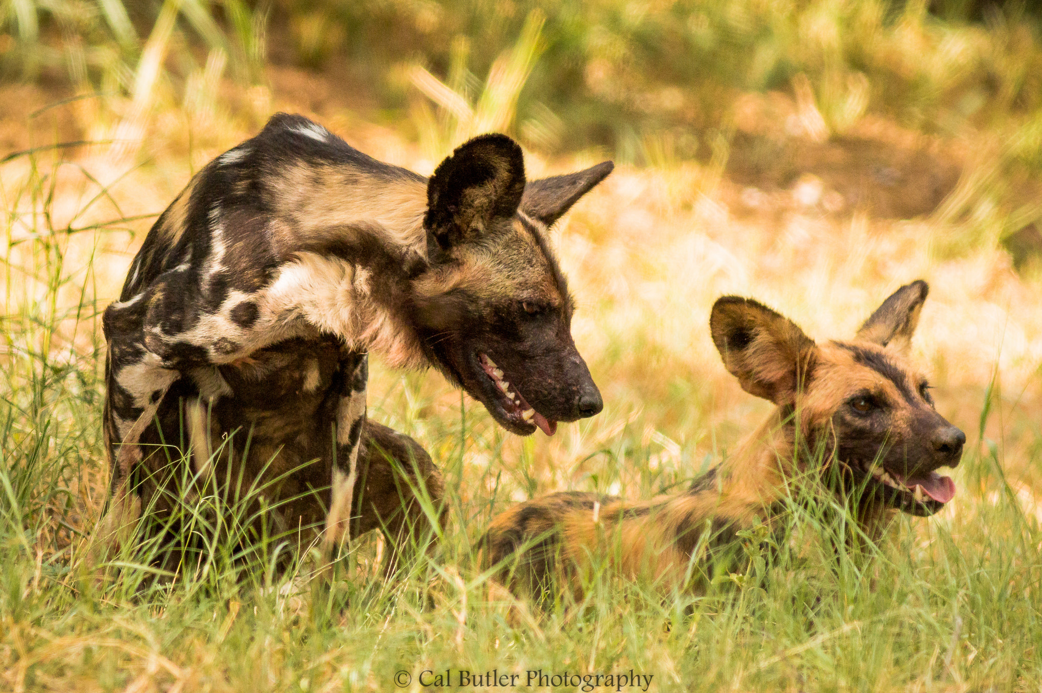 Canon EOS 70D + Canon EF 400mm F5.6L USM sample photo. Wild photography