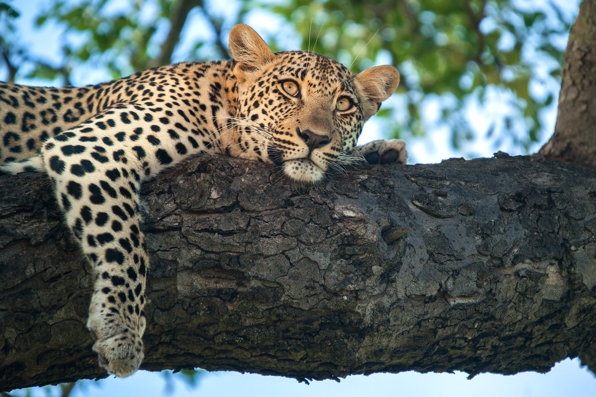 Minolta AF 300mm F2.8 HS-APO G sample photo. Leopard at rest photography