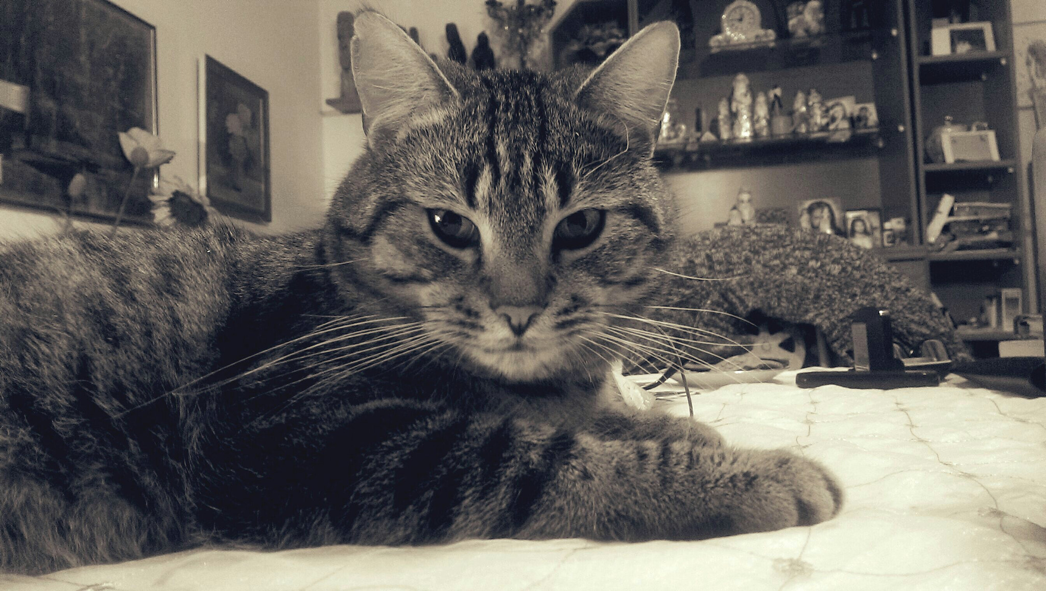 HTC ONE GOOGLE PLAY EDITION sample photo. The cat photography