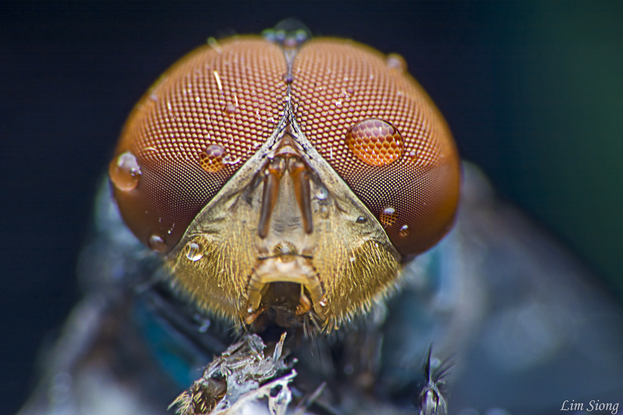 Sigma 70-300mm F4-5.6 APO DG Macro sample photo. The eye of the fly photography