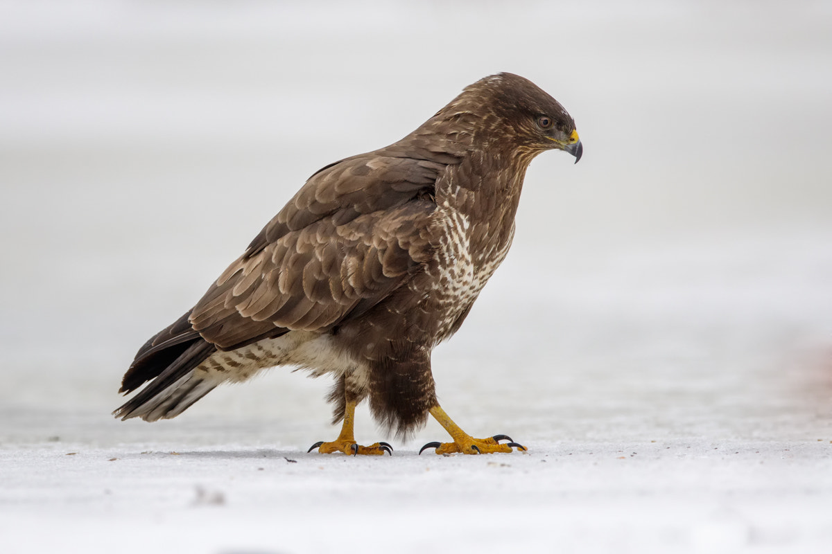 Canon EF 400mm F2.8L IS II USM sample photo. Buzzard photography
