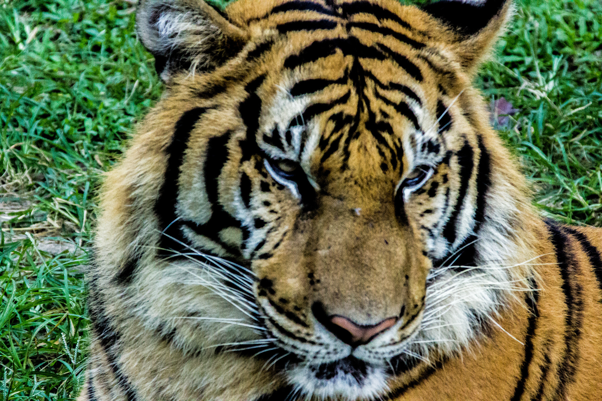 Canon EOS 1200D (EOS Rebel T5 / EOS Kiss X70 / EOS Hi) + Canon TS-E 90mm F2.8 Tilt-Shift sample photo. Thailand trip : tiger life photography