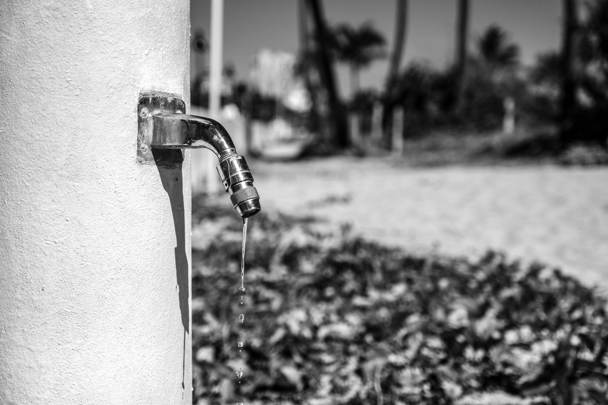 Fujifilm X-Pro2 + Fujifilm XF 16-55mm F2.8 R LM WR sample photo. Precious photography