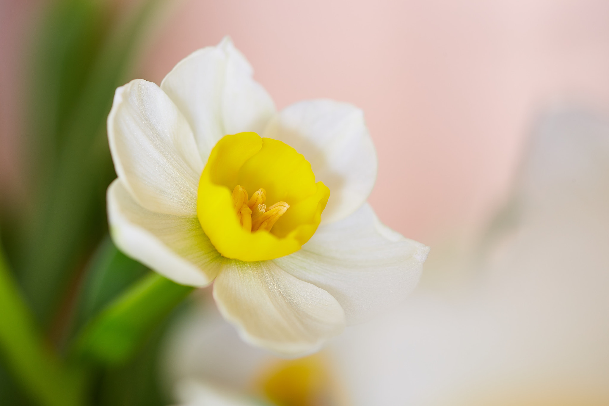 Canon EOS 6D + Canon EF 100mm F2.8 Macro USM sample photo. Narcissus photography