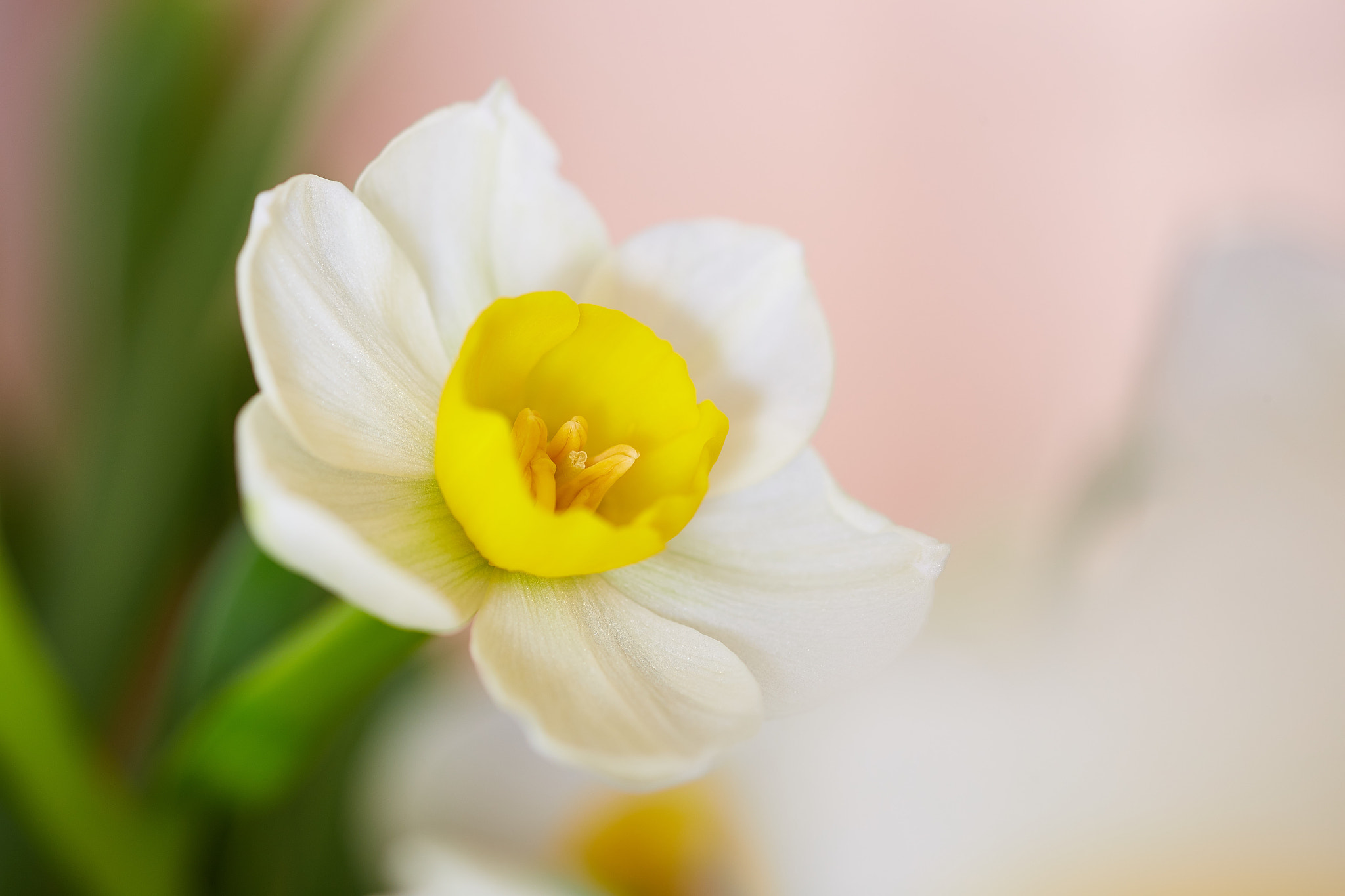 Canon EF 100mm F2.8 Macro USM sample photo. Narcissus photography