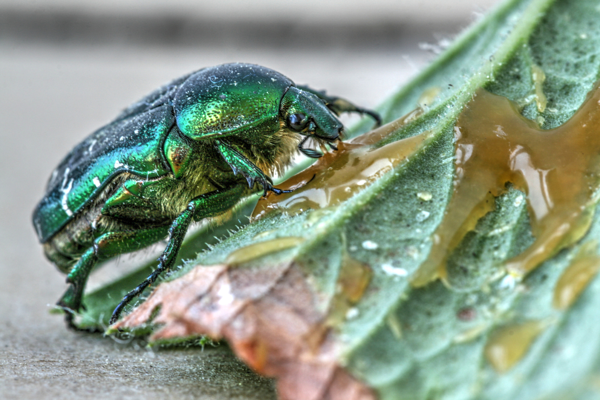 Sigma 105mm F2.8 EX DG OS HSM sample photo. Eating his lunch photography