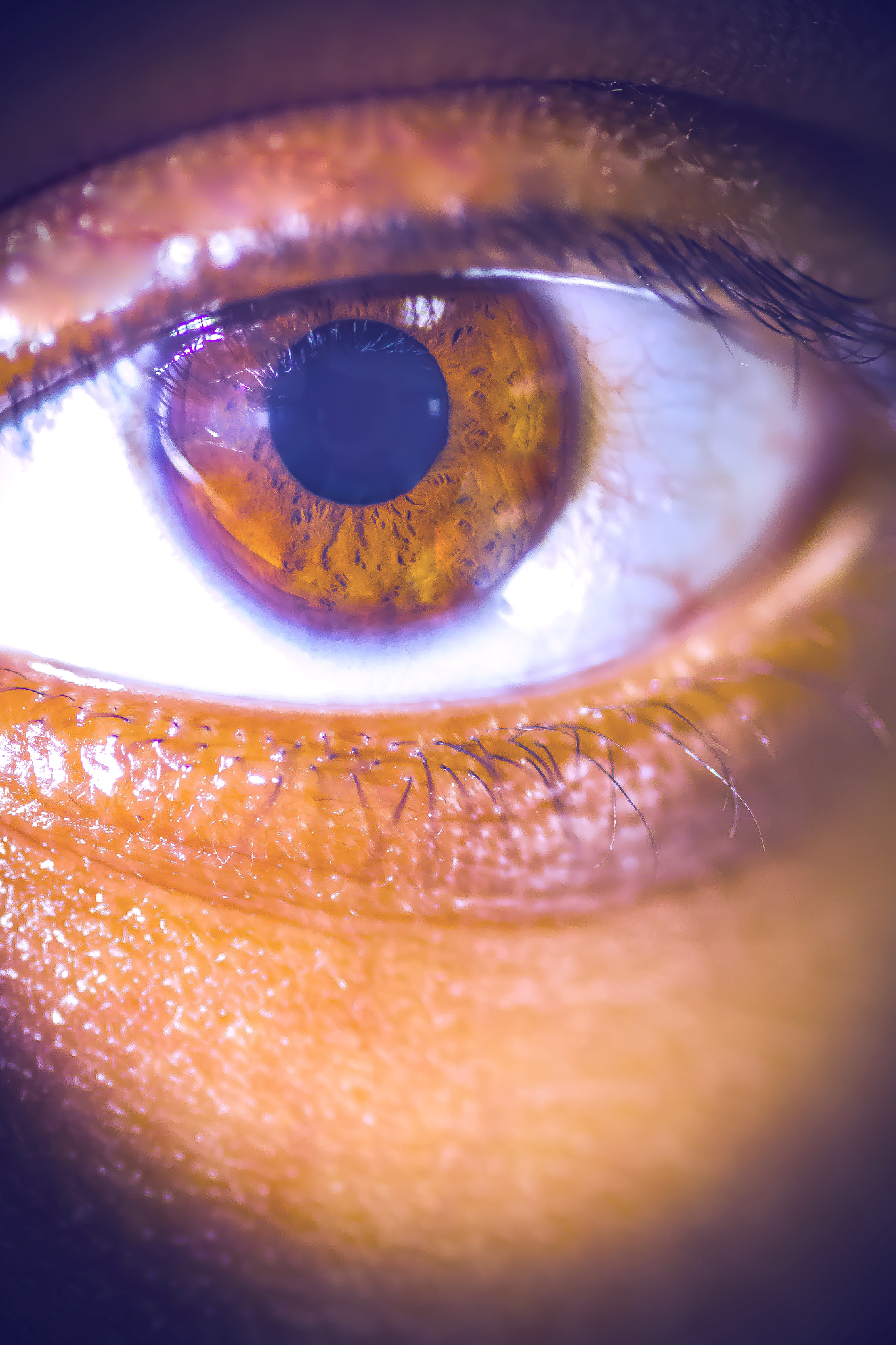 Sigma 105mm F2.8 EX DG Macro sample photo. Brown eye photography