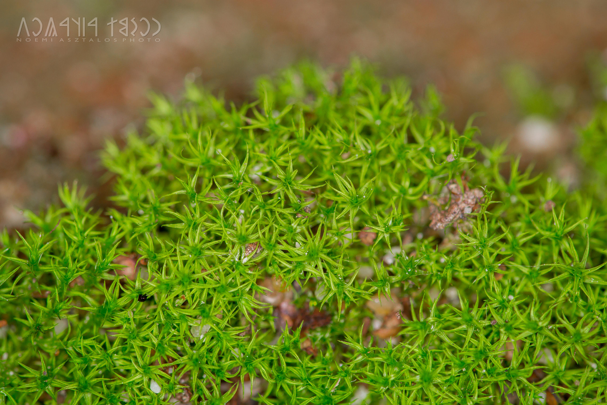 Canon EF 180mm F3.5L Macro USM sample photo. Green stars photography