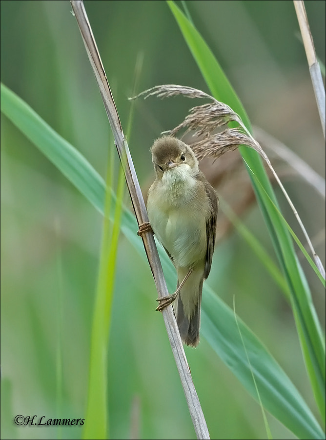 Canon EOS-1D Mark IV + Canon EF 500mm F4L IS USM sample photo. I am mad!   (marsh warbler) photography