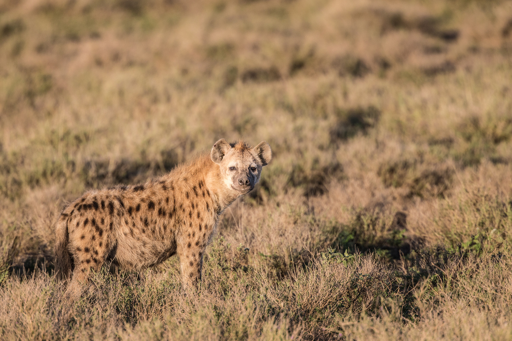 Canon EF 400mm F4 DO IS II USM sample photo. Smiling hyena photography