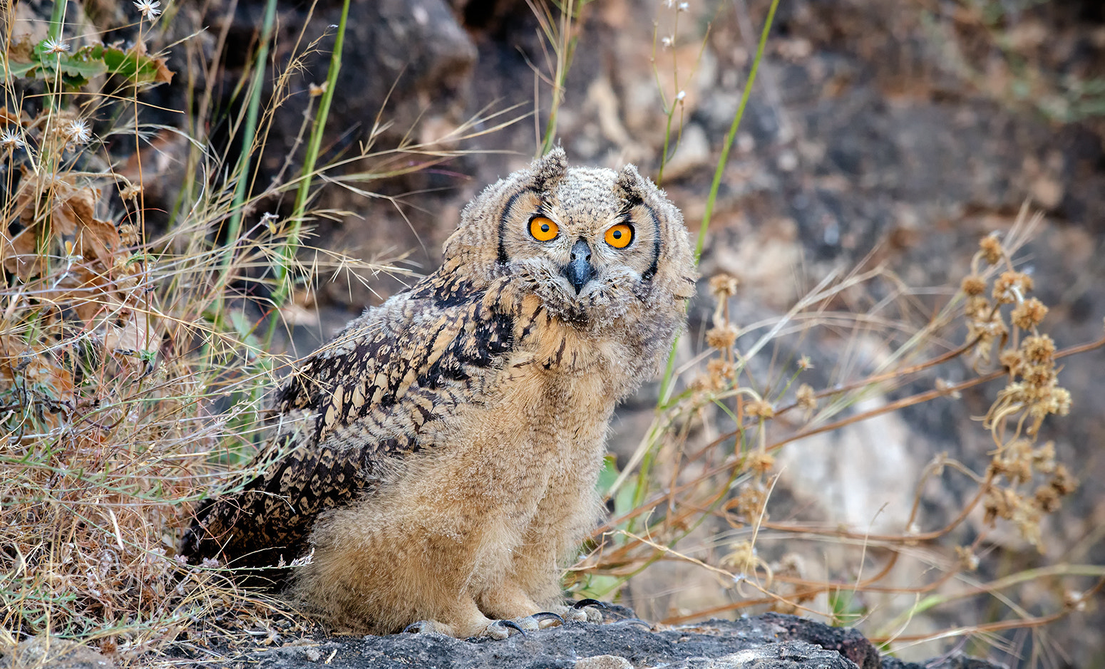 Nikon D7000 + Nikon AF-S Nikkor 500mm F4G ED VR sample photo. Indian eagle owl photography