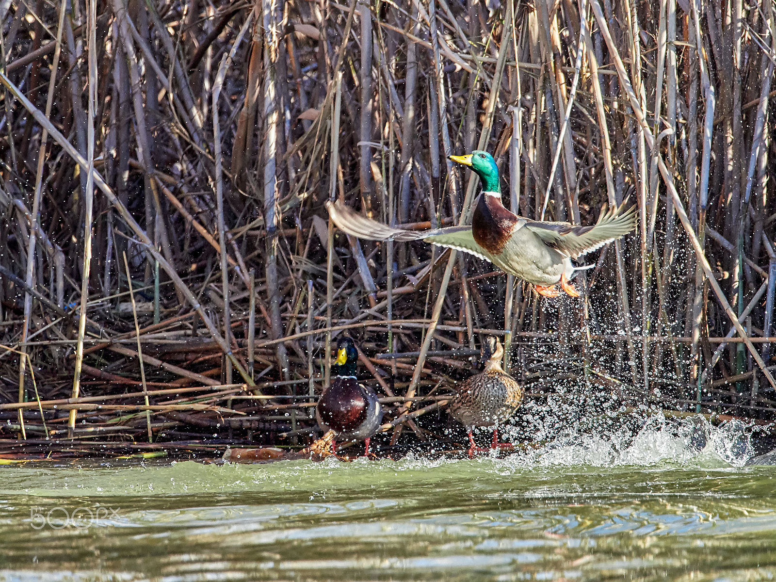 M.300mm F4.0 + MC-14 sample photo. Takeoff photography