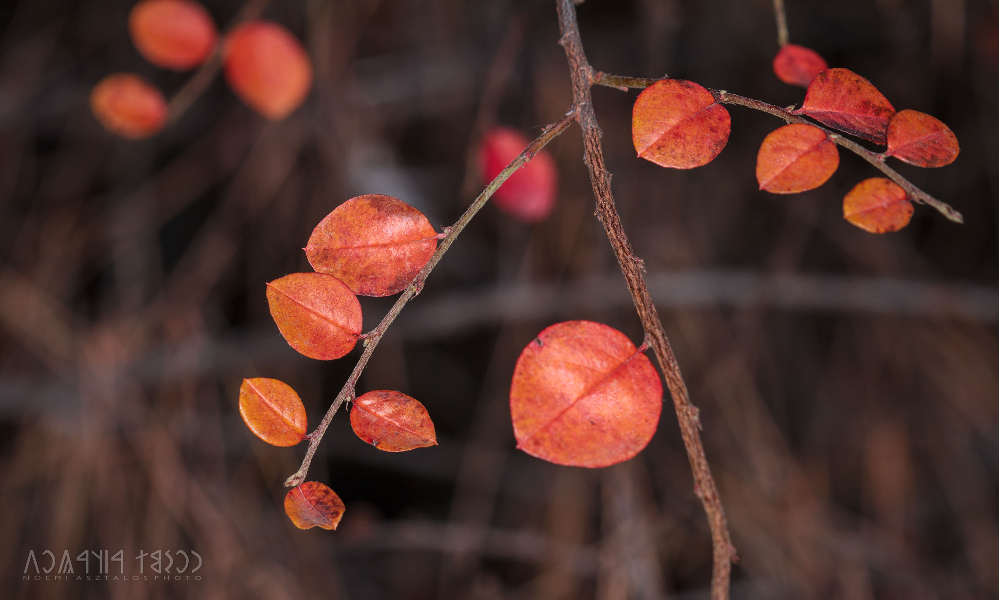 Canon EF 180mm F3.5L Macro USM sample photo. Red leaves photography