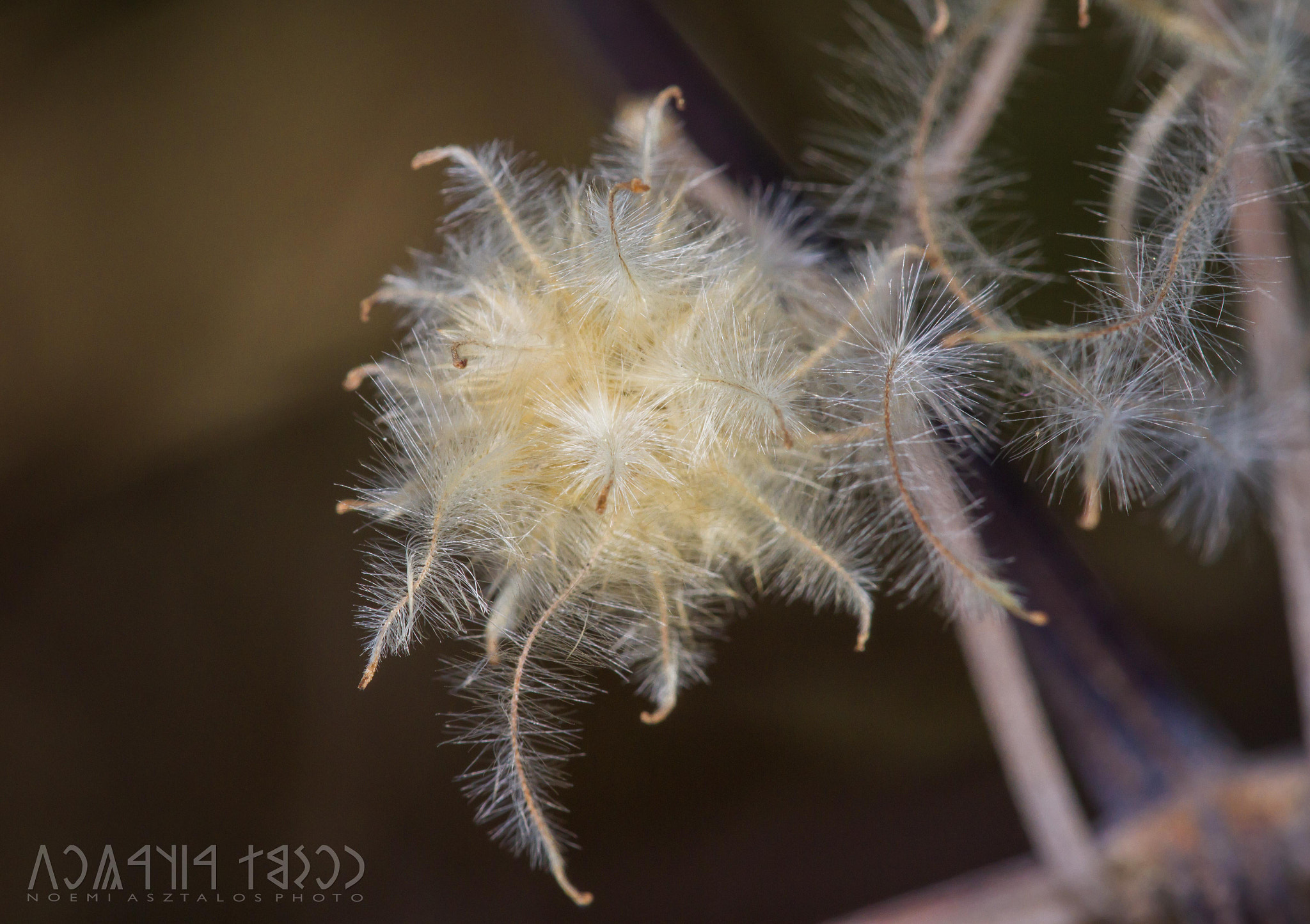 Canon EF 180mm F3.5L Macro USM sample photo. Falling seeds photography