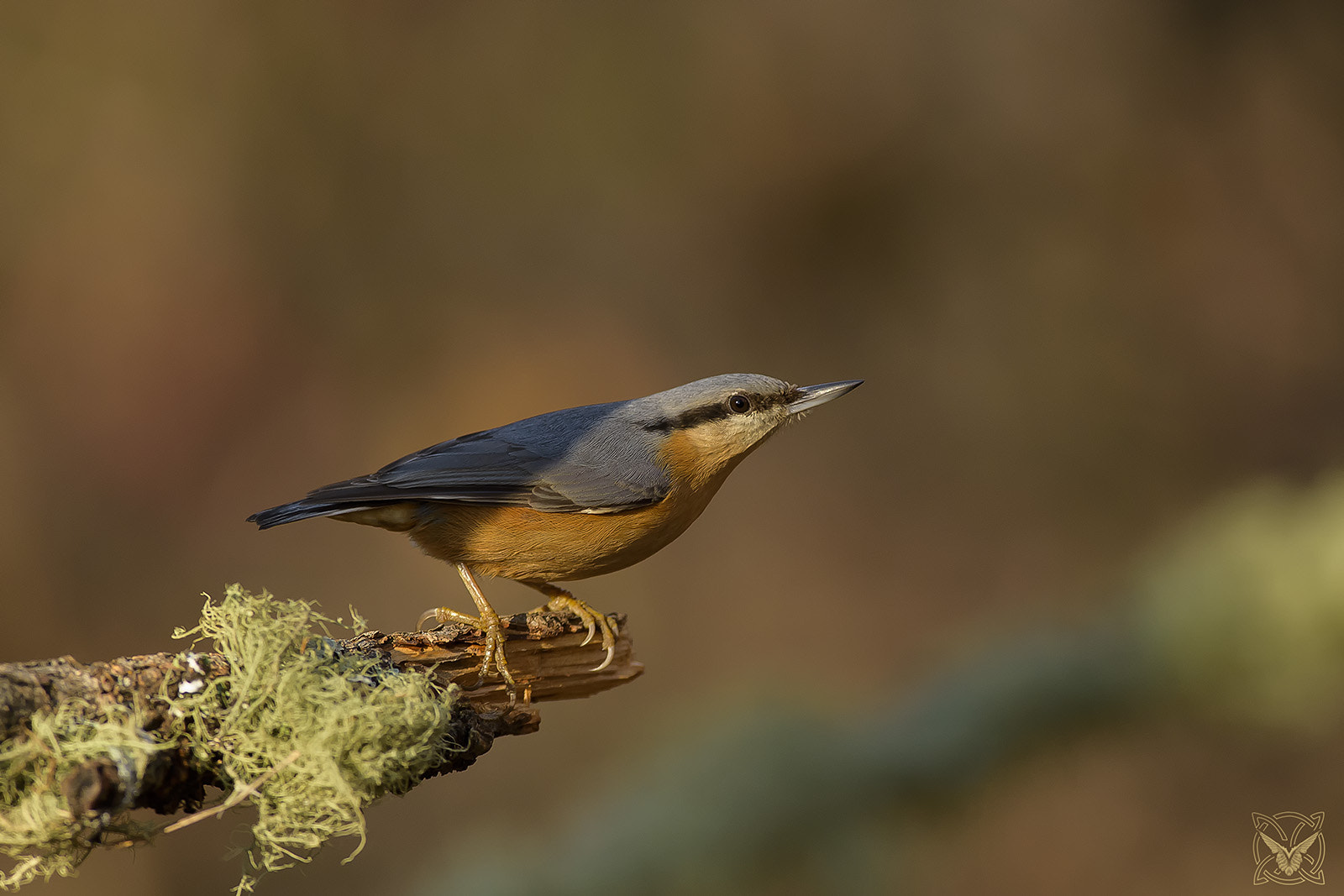 Nikon AF-S Nikkor 300mm F2.8G ED VR II sample photo. Sitta europaea - picchio muratore - sittelle torchepot photography