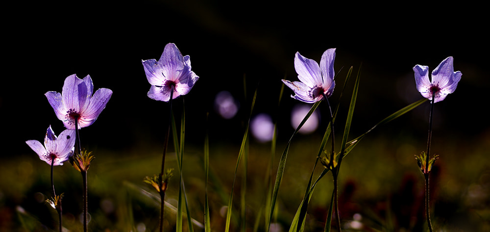 Nikon D7100 + Nikon AF Micro-Nikkor 60mm F2.8D sample photo. Anemon photography