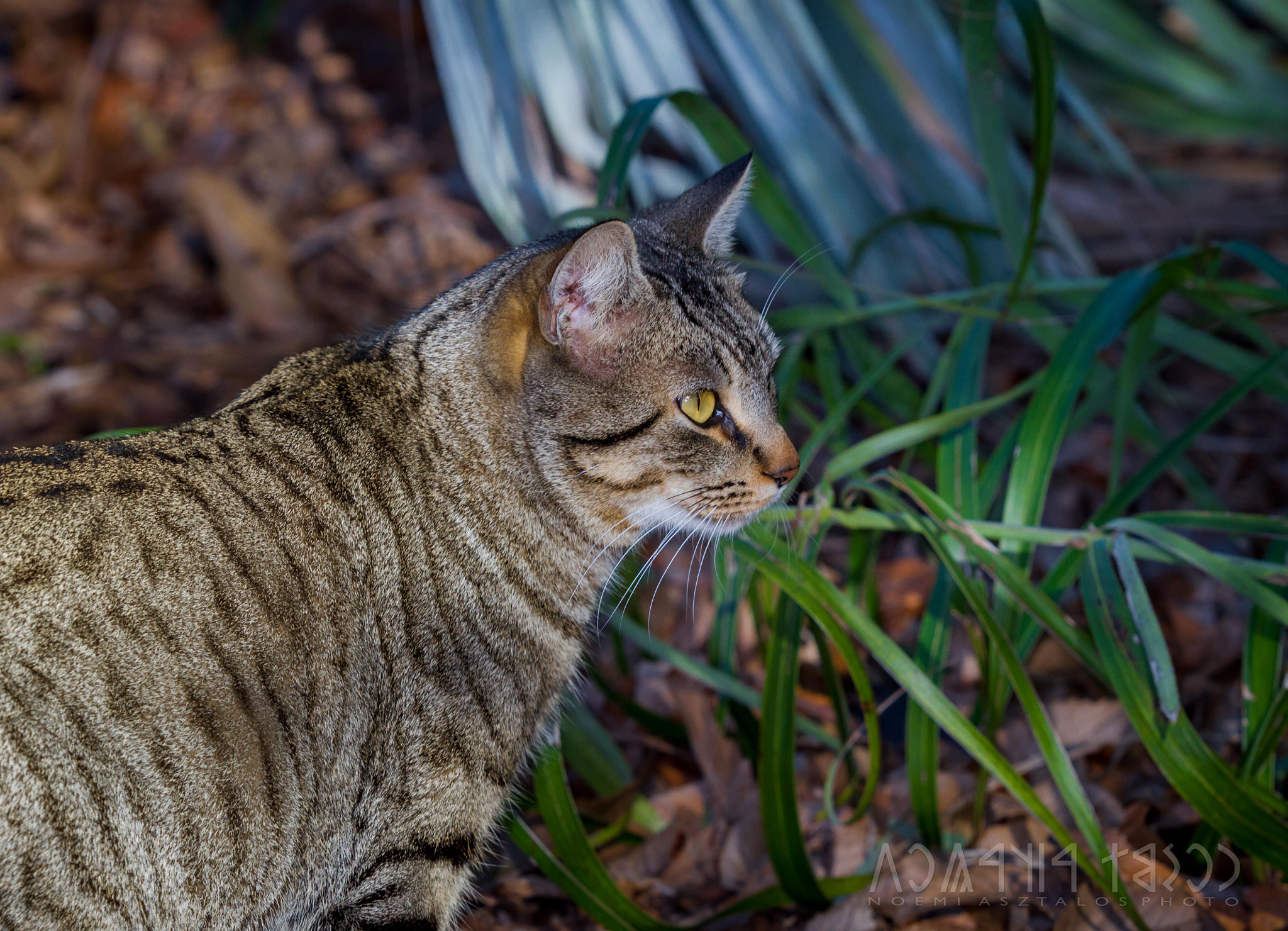 Canon EF 180mm F3.5L Macro USM sample photo. Hunting cat photography