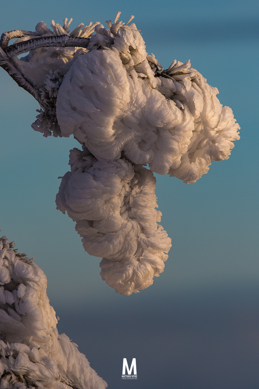 Canon EF 300mm F2.8L IS USM sample photo. Frozen peony photography