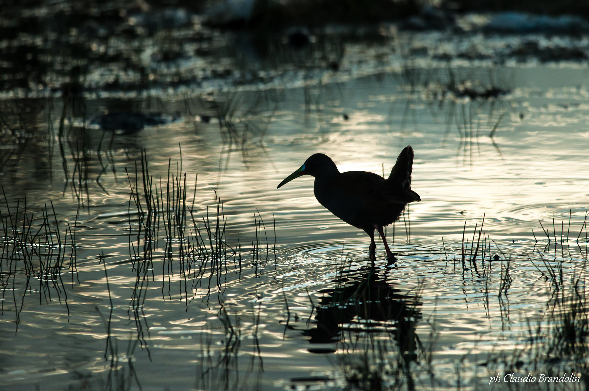 Nikon D90 + Nikon AF-S Nikkor 300mm F4D ED-IF sample photo. Atardecer en la laguna photography