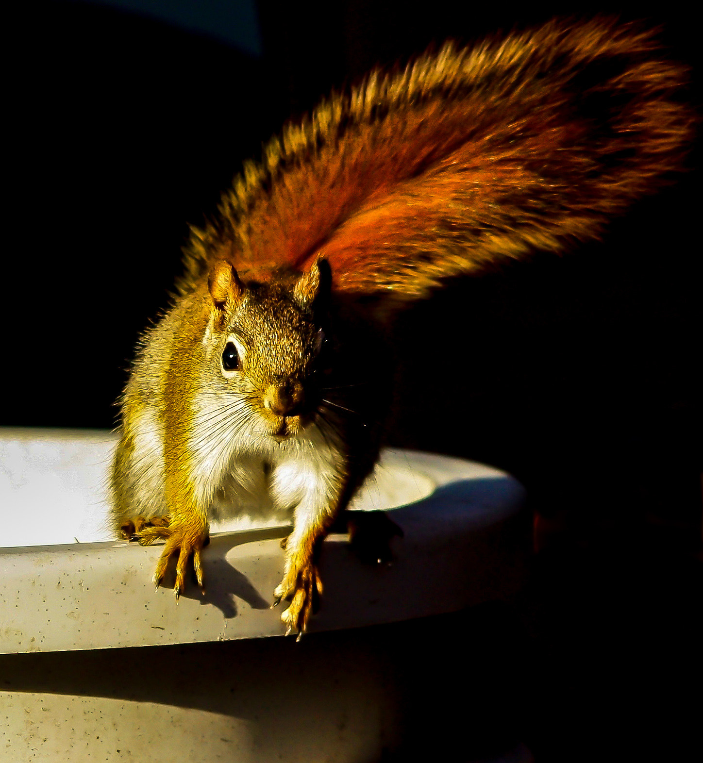 smc PENTAX-DA L 55-300mm F4-5.8 ED sample photo. Red tail photography
