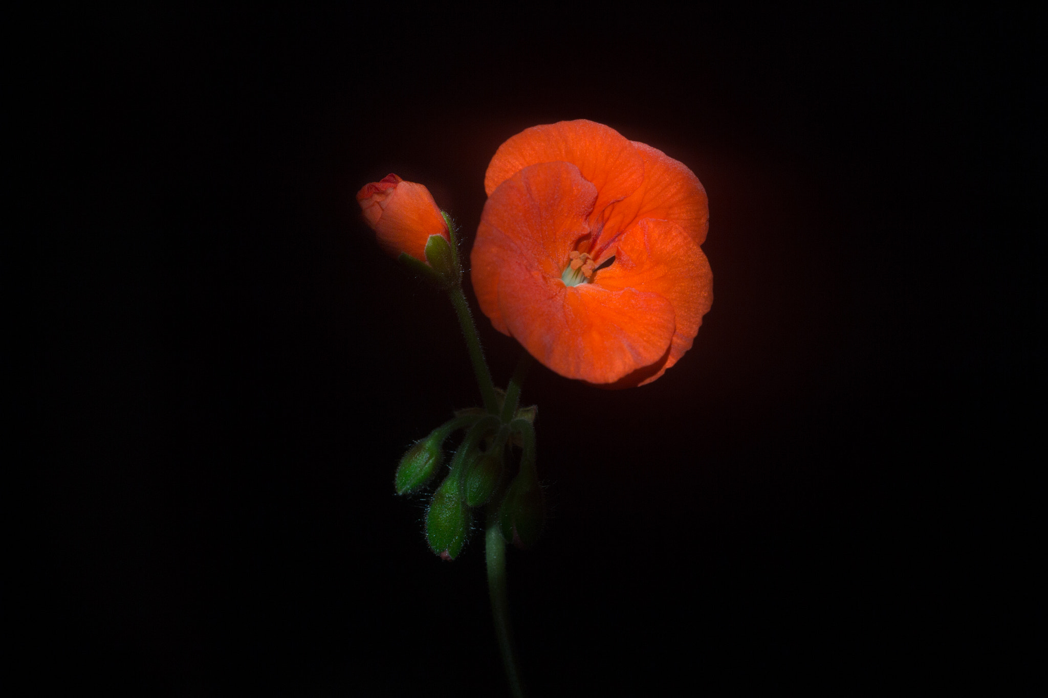 Canon EF 35-80mm f/4-5.6 sample photo. Lonely cranesbill photography