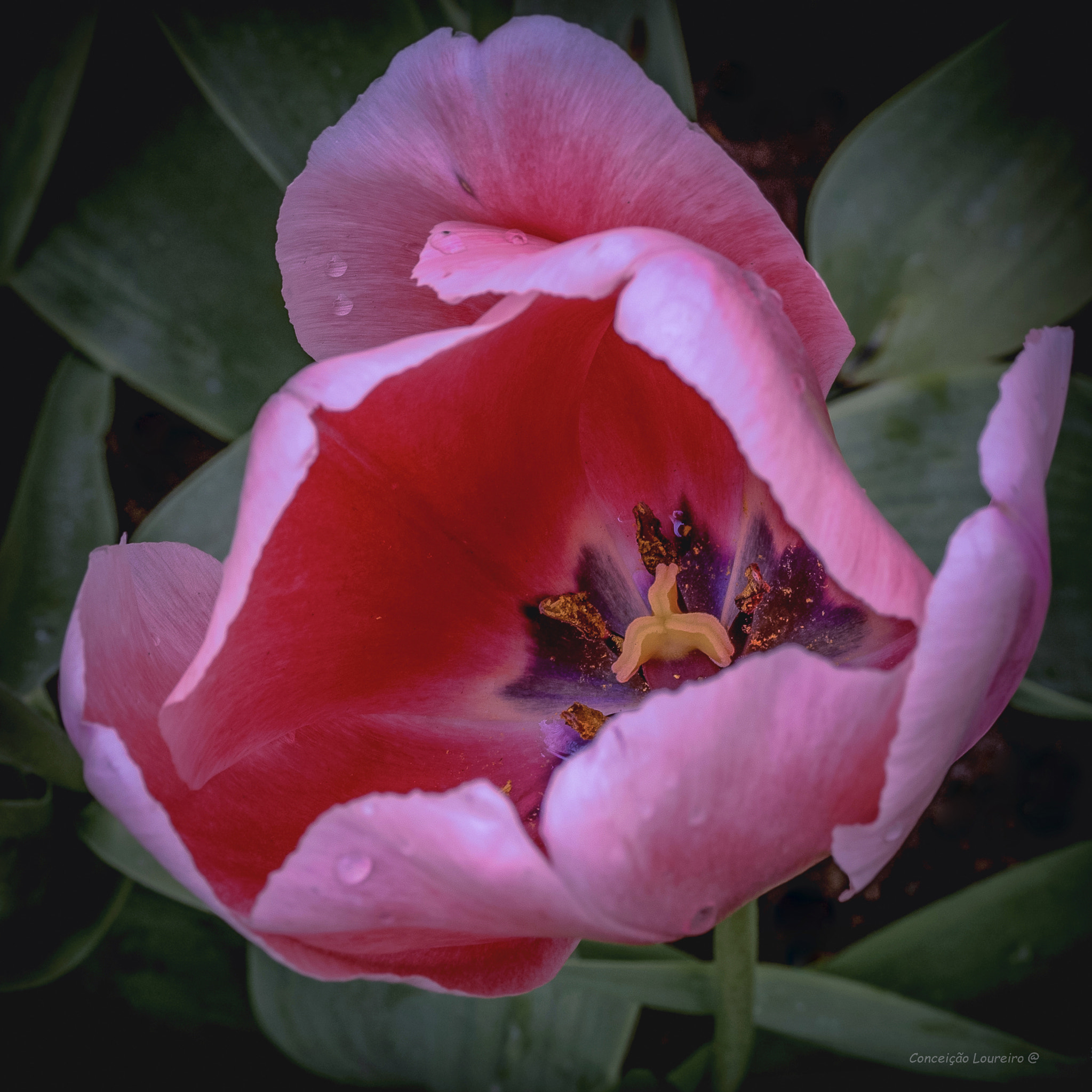 Olympus OM-D E-M10 II sample photo. Tulip photography