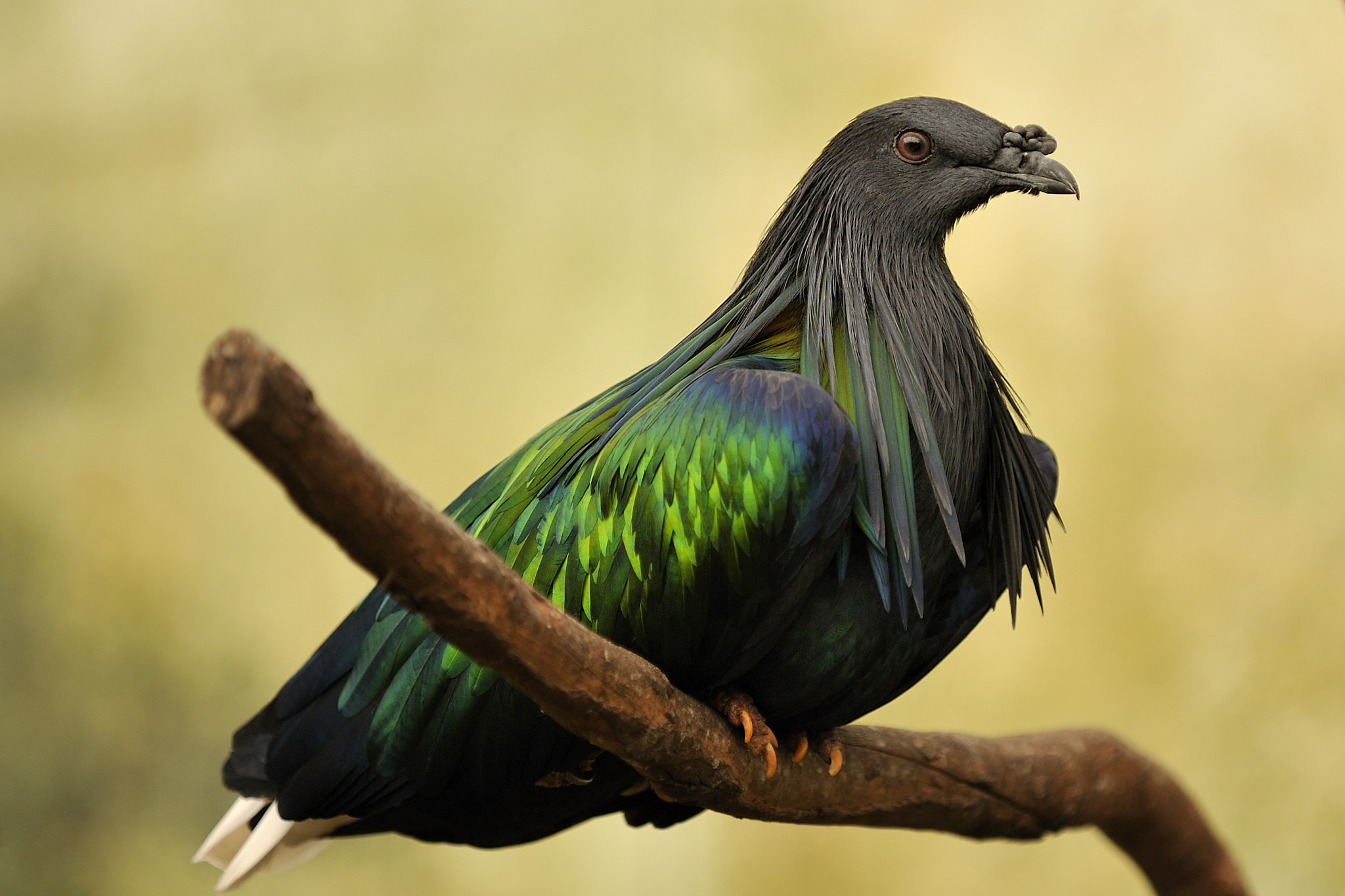 Nikon D3 sample photo. Pigeon nicobar photography