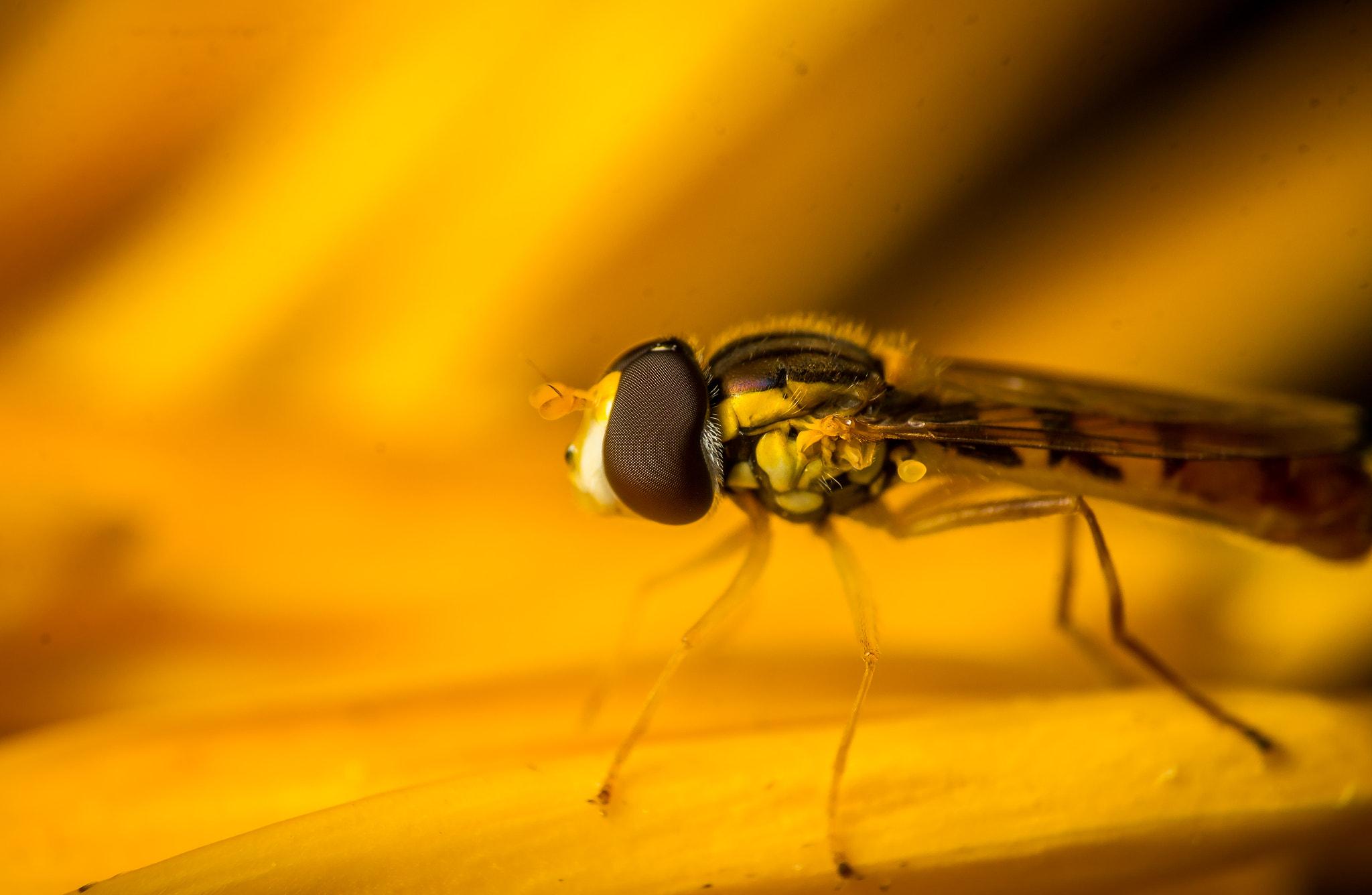 Canon EF-S 55-250mm F4-5.6 IS STM sample photo. My little world..... photography