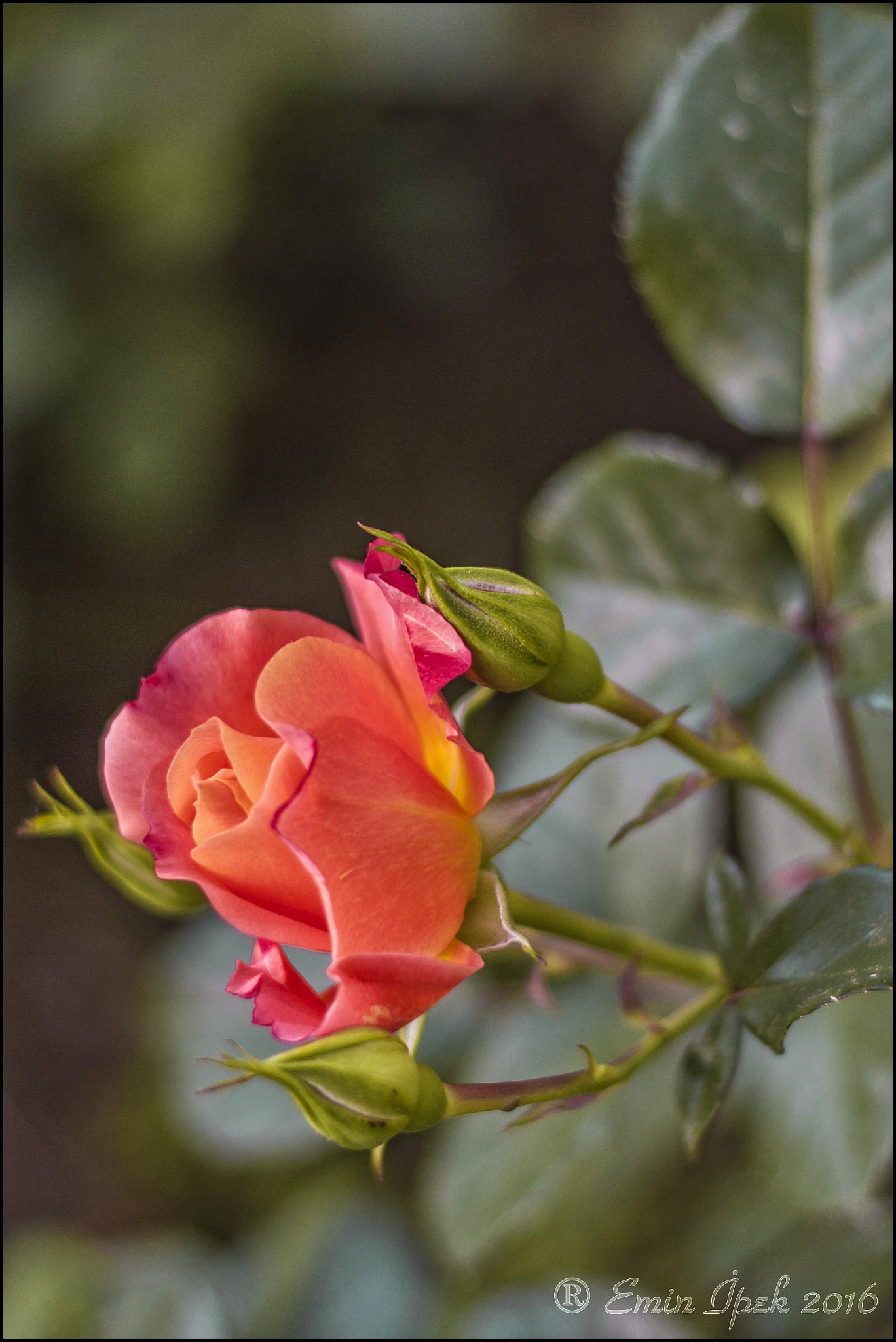 Canon EOS 40D + Canon EF 50mm F1.8 STM sample photo. Rose photography