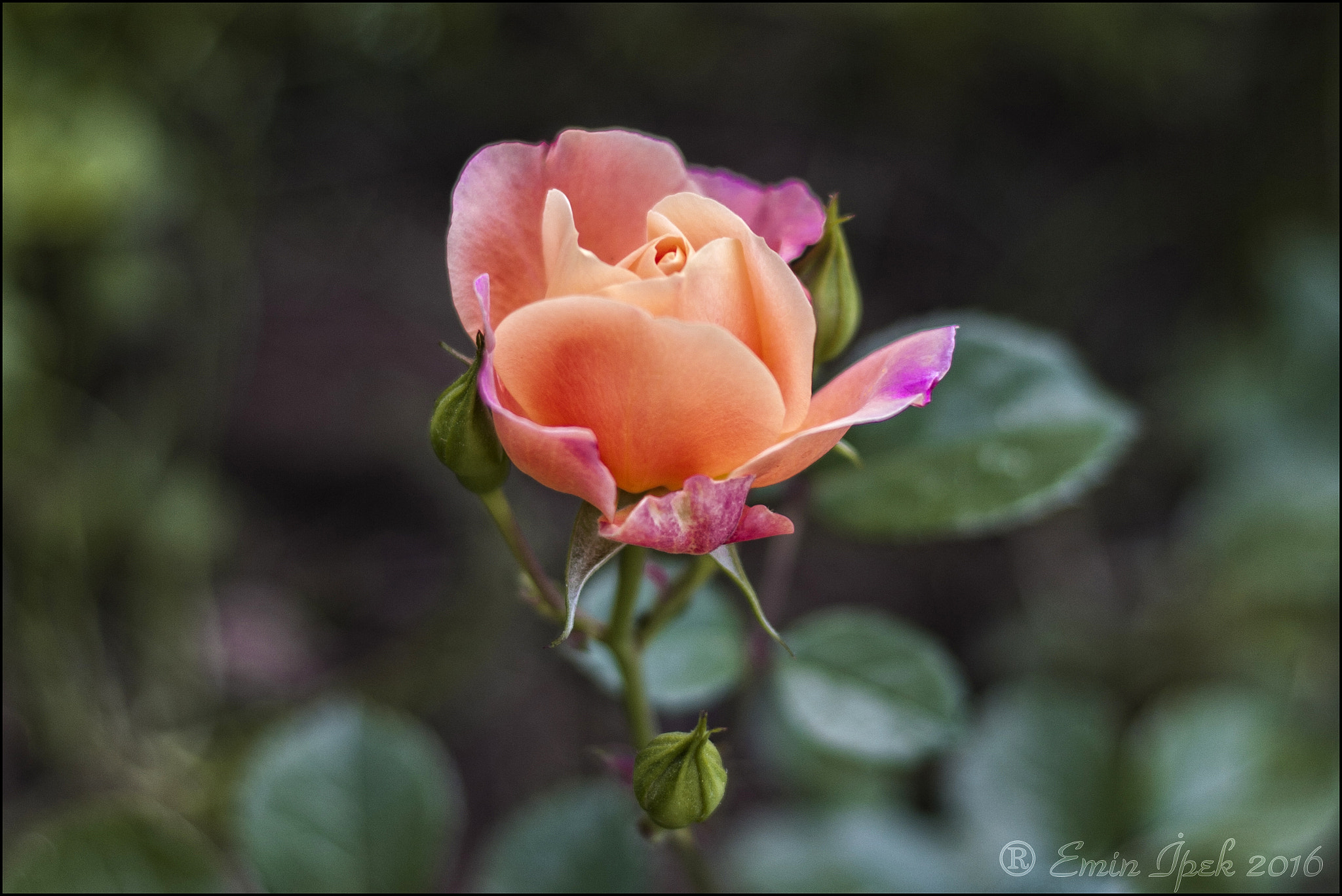 Canon EOS 40D + Canon EF 50mm F1.8 STM sample photo. Rose photography