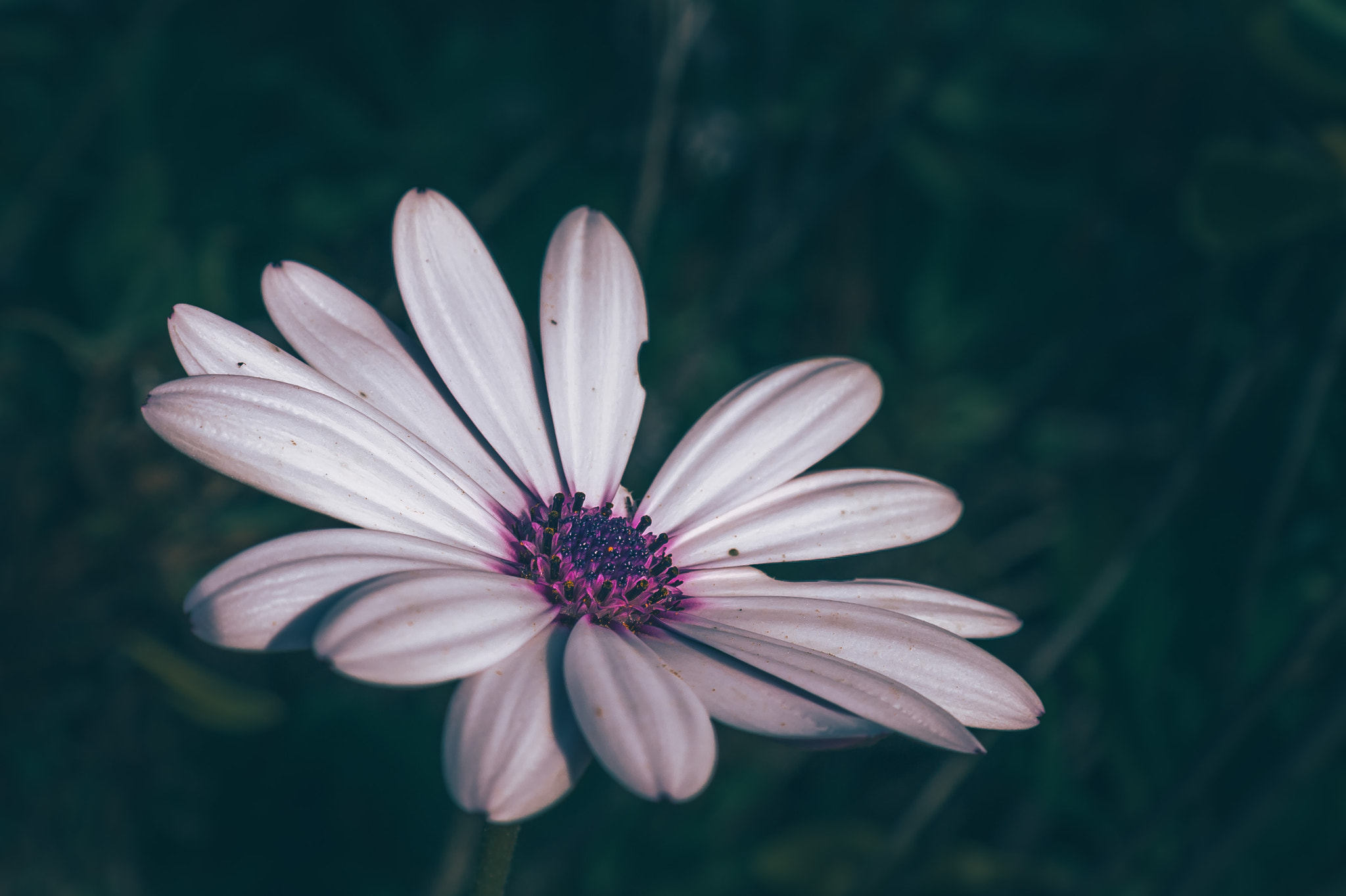 Samsung NX 18-55mm F3.5-5.6 OIS sample photo. Flower photography