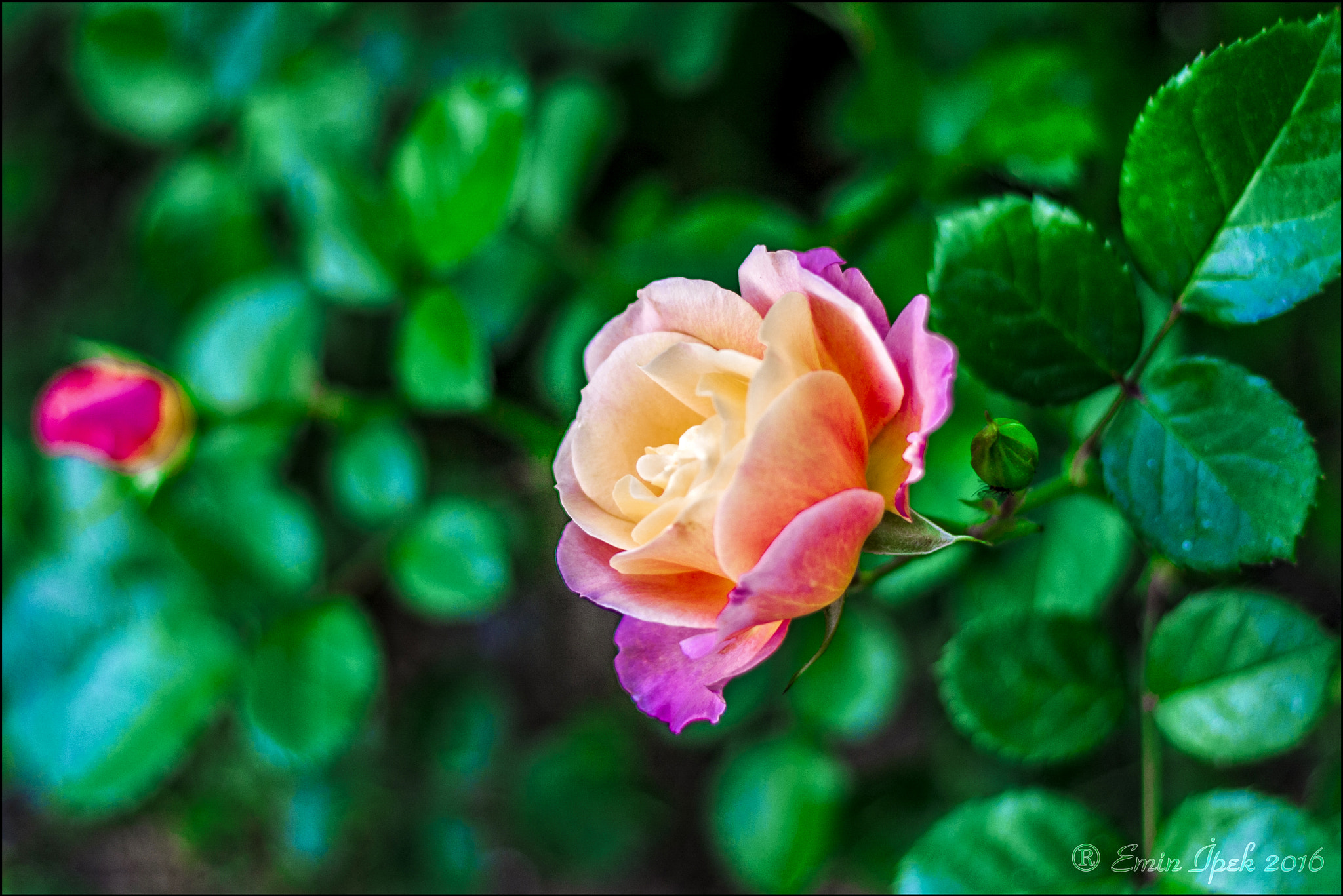 Canon EOS 40D + Canon EF 50mm F1.8 STM sample photo. Rose photography