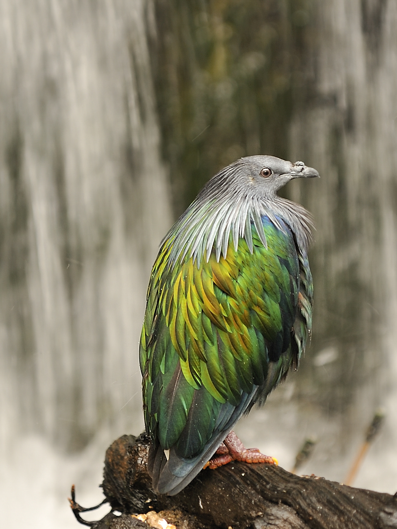 Nikon D3 sample photo. Pigeon nicobar photography