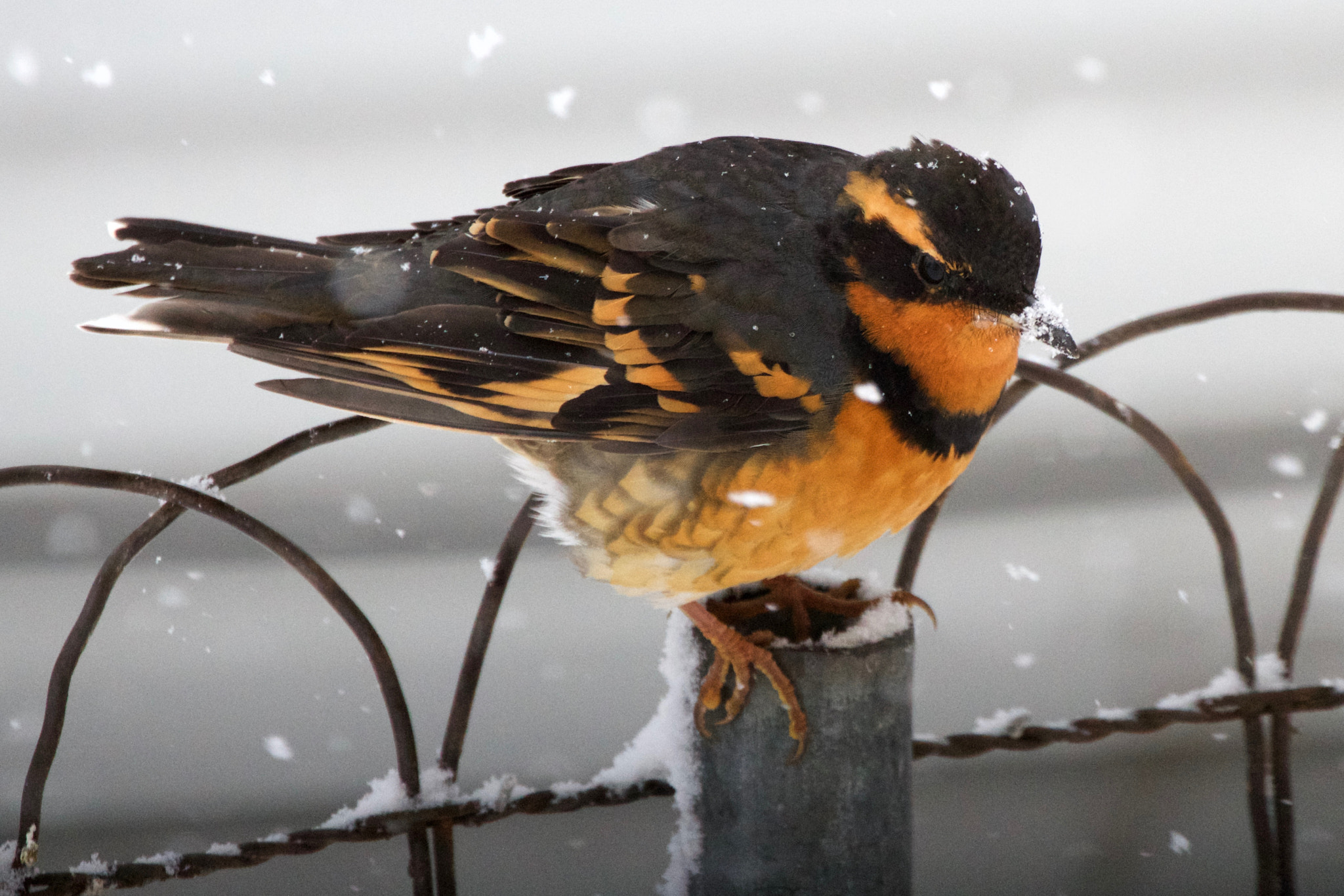 Canon EF 70-300mm F4-5.6L IS USM sample photo. Varied thrush photography