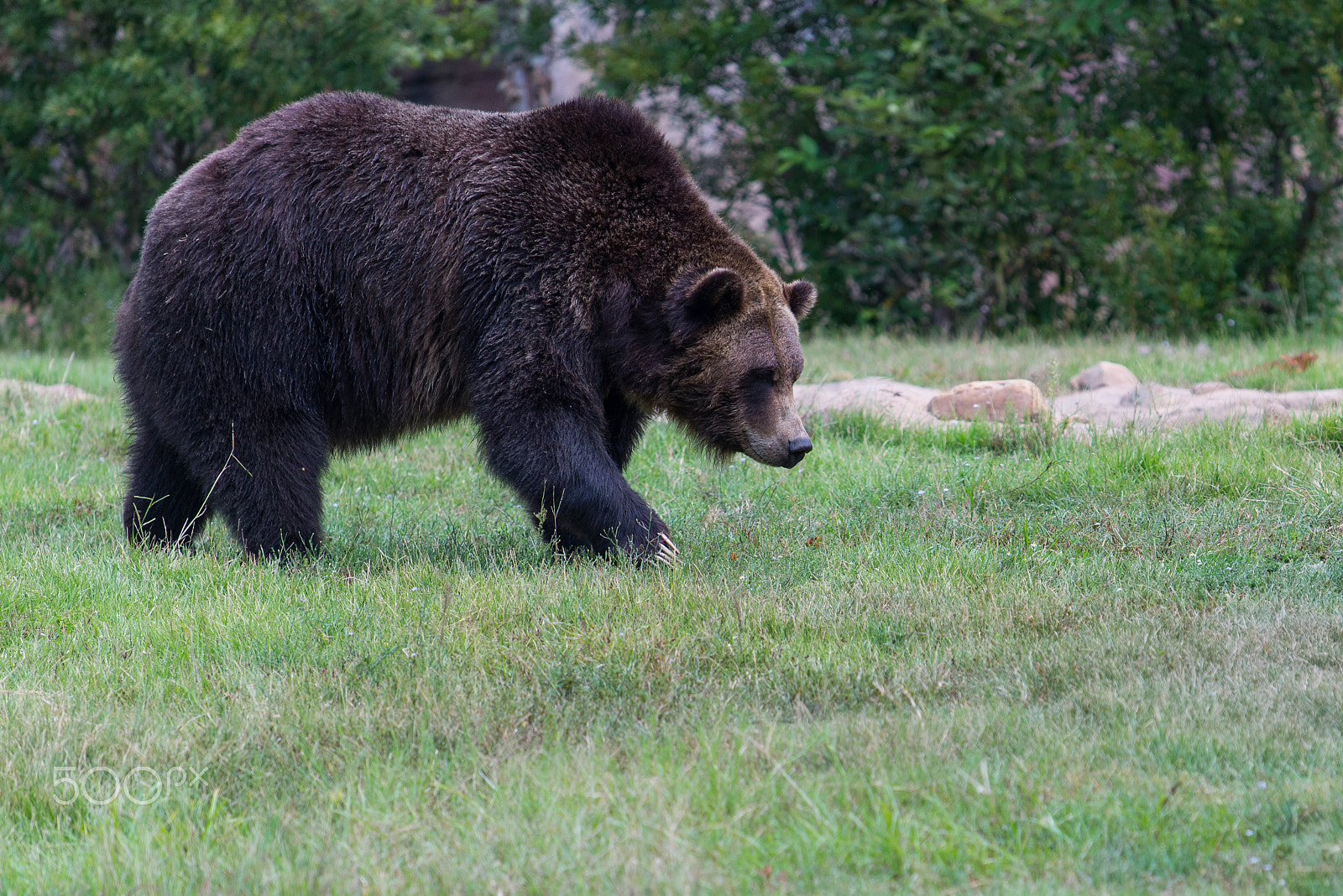 Nikon AF-S Nikkor 70-200mm F4G ED VR sample photo. Grizzly bear photography