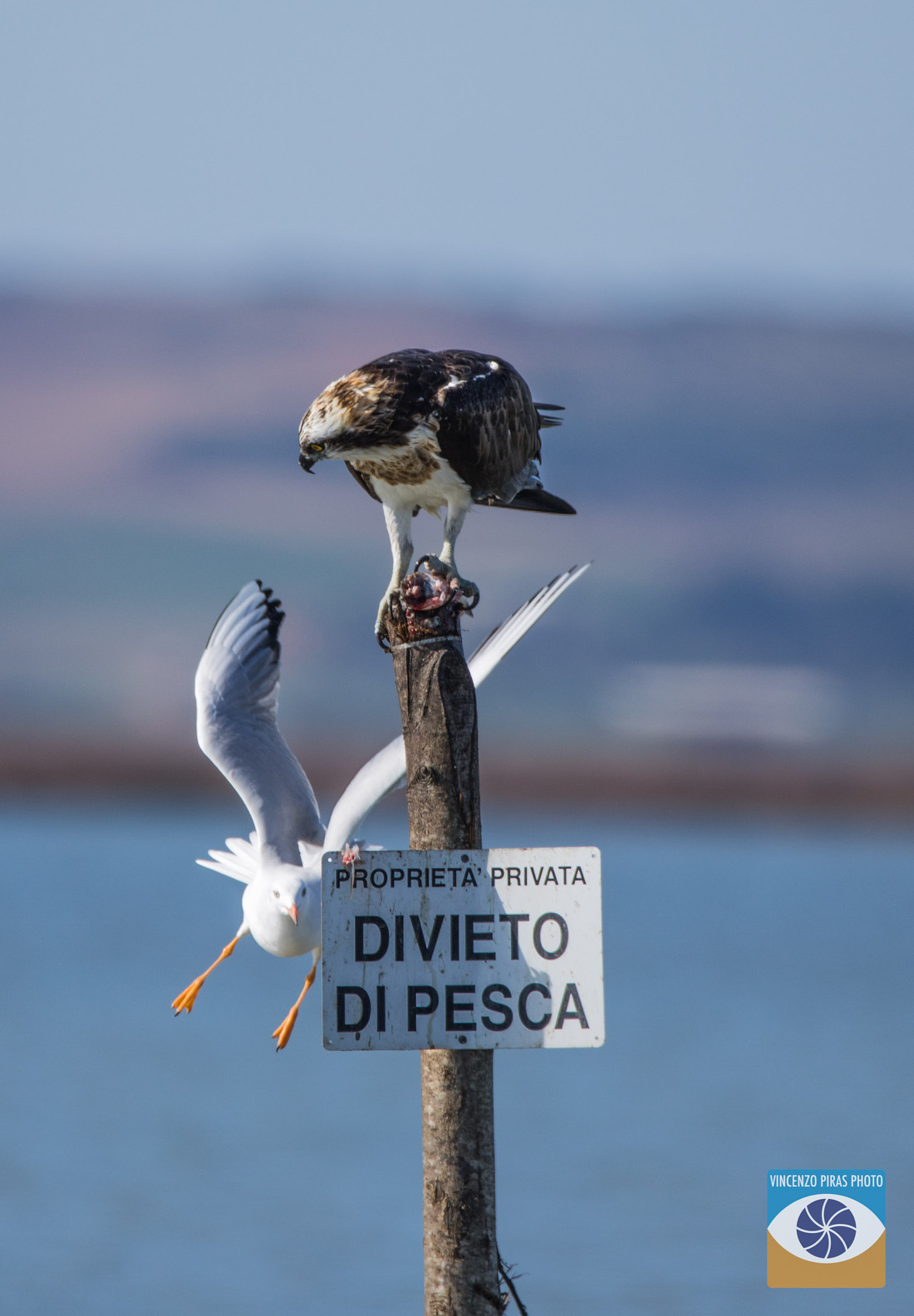 150-600mm F5-6.3 DG OS HSM | Contemporary 015 sample photo. Pescatori photography