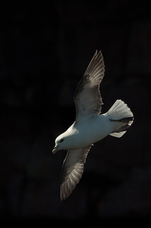 Canon EF 100-400mm F4.5-5.6L IS USM sample photo. Fly by photography
