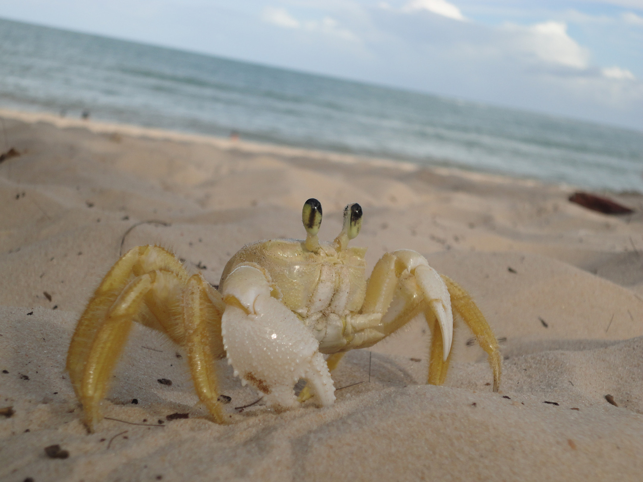 Sony Cyber-shot DSC-W560 sample photo. Crab in porto seguro, brazil photography