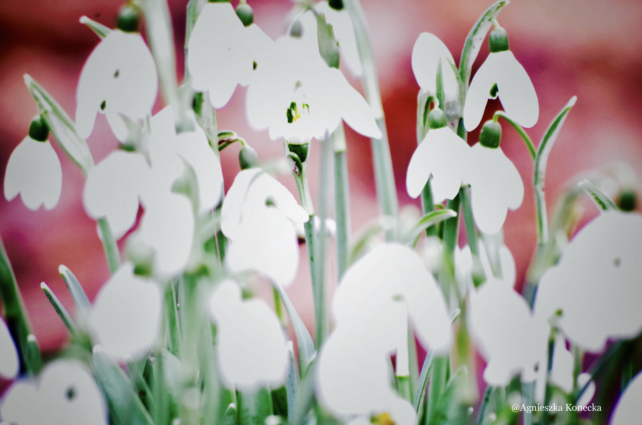 HD Pentax DA 55-300mm F4.0-5.8 ED WR sample photo. Like a picture photography