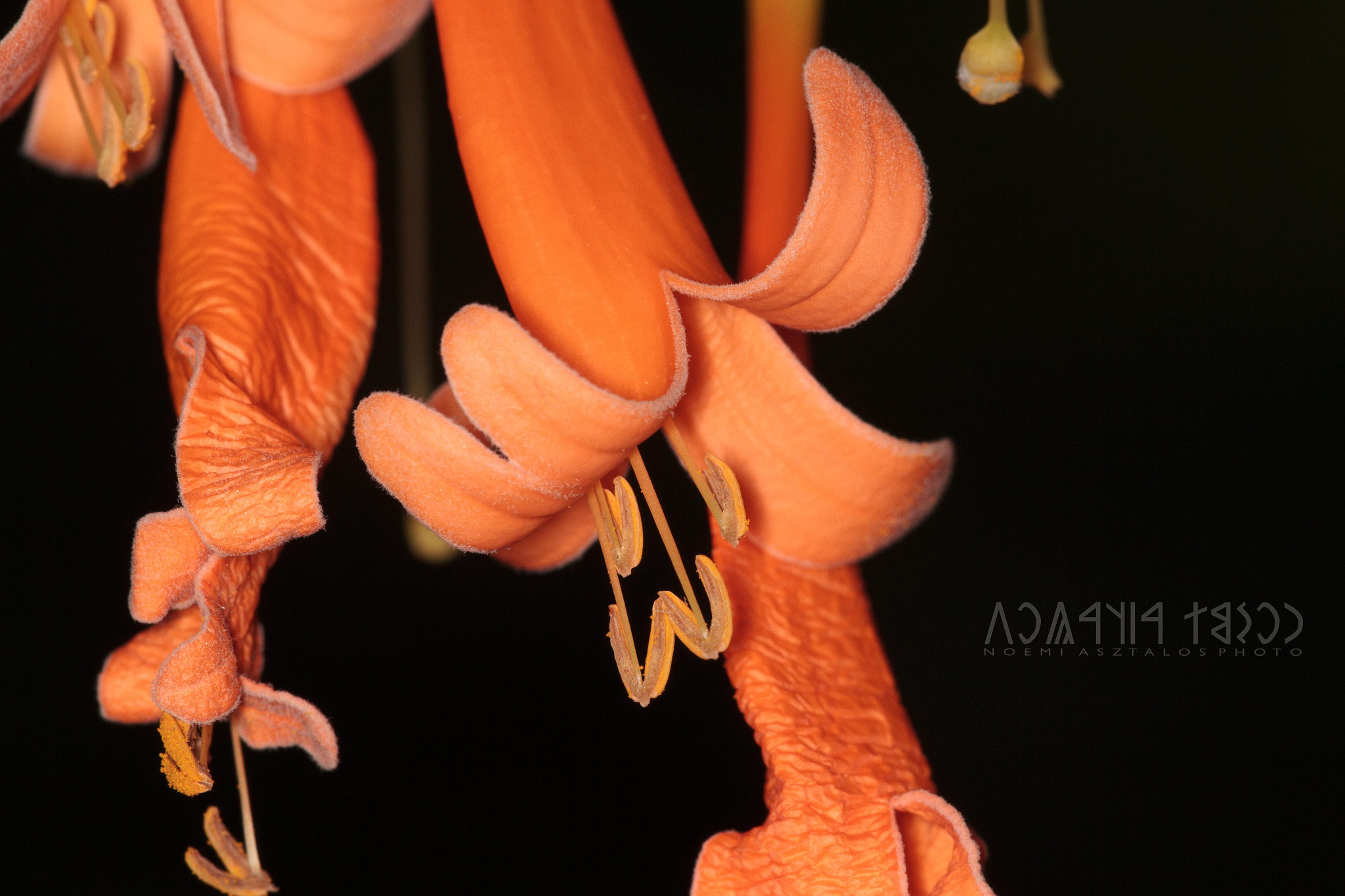 Canon EOS 7D sample photo. Beautiful orange flowers photography
