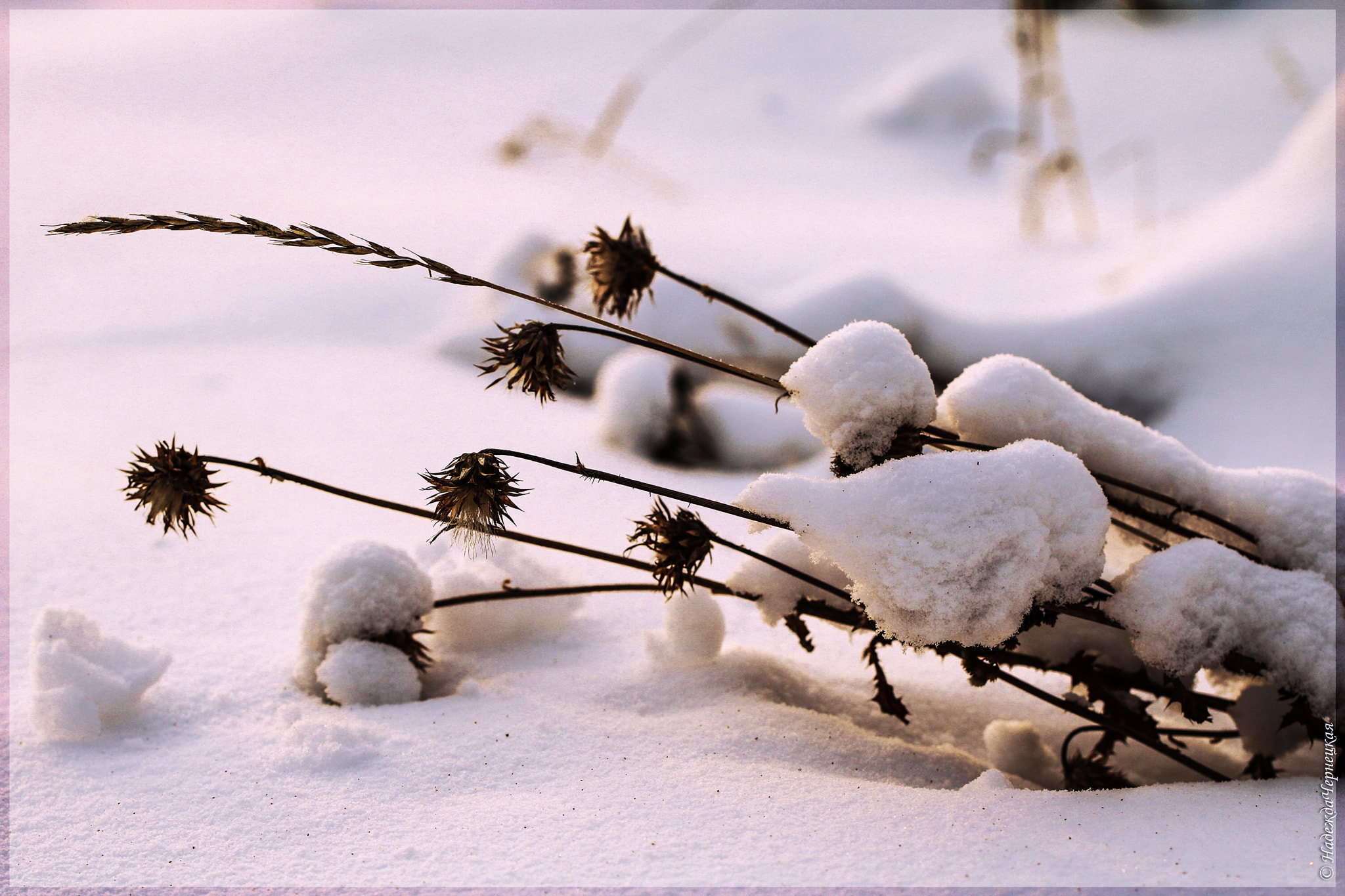 Canon EF 100mm F2.8L Macro IS USM sample photo. Зимние травы. winter grass. photography