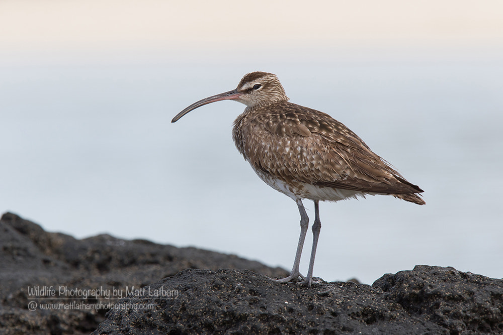 Canon EOS 7D Mark II + Canon EF 300mm F2.8L IS USM sample photo. Whimbrel (numenius phaeopus) photography