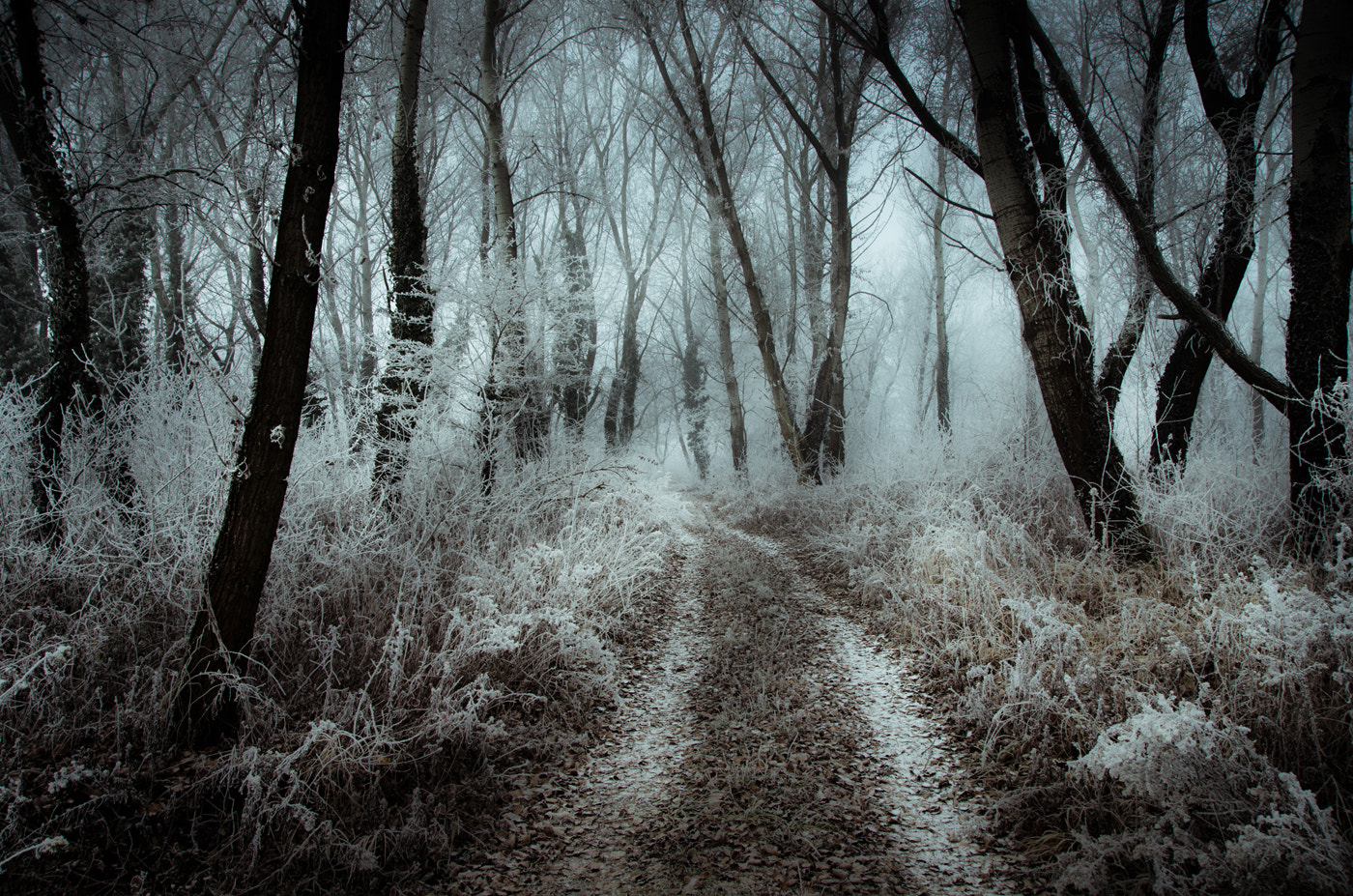 Pentax K-5 sample photo. -frosty forest- photography