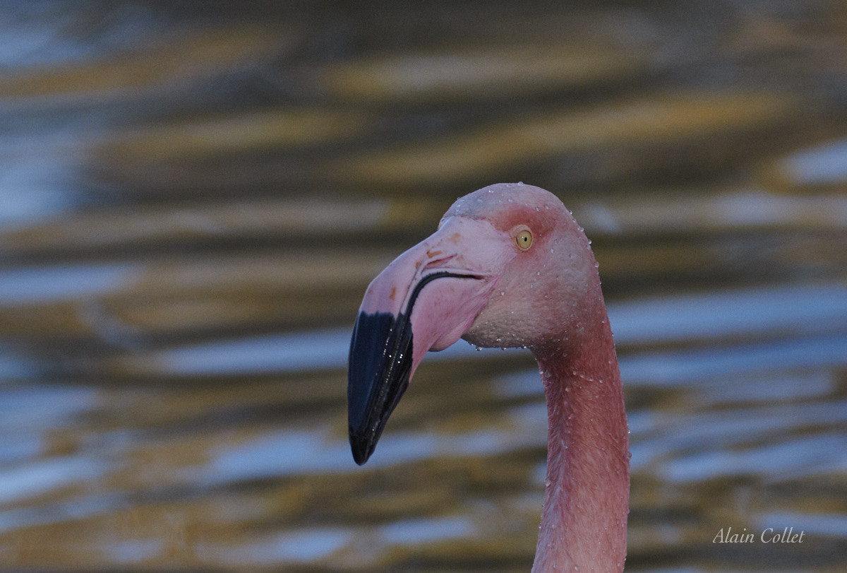 Nikon D5500 sample photo. Flamant rose photography