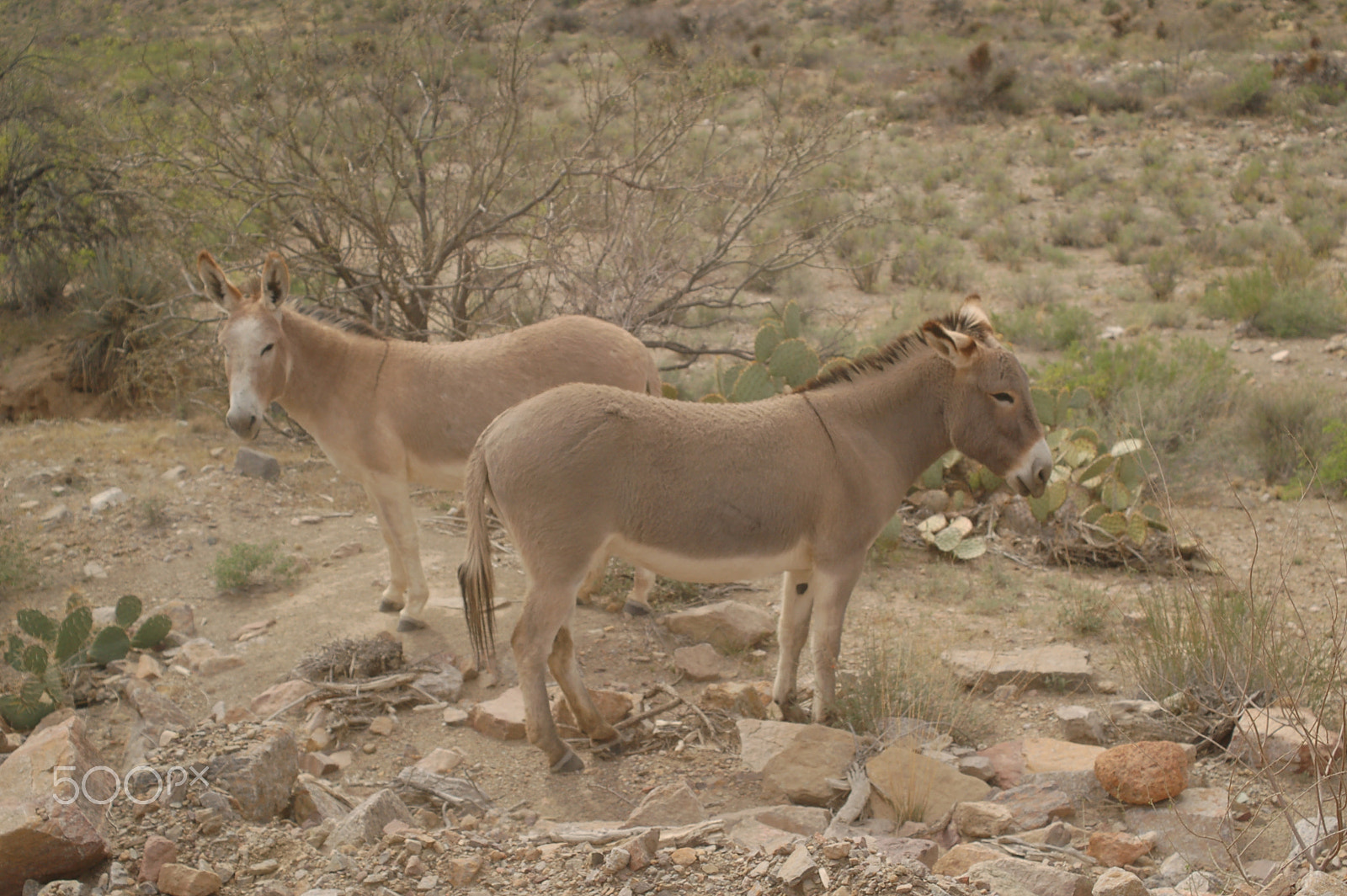 Nikon D50 + AF Zoom-Nikkor 35-70mm f/3.3-4.5 sample photo. Family of mules photography