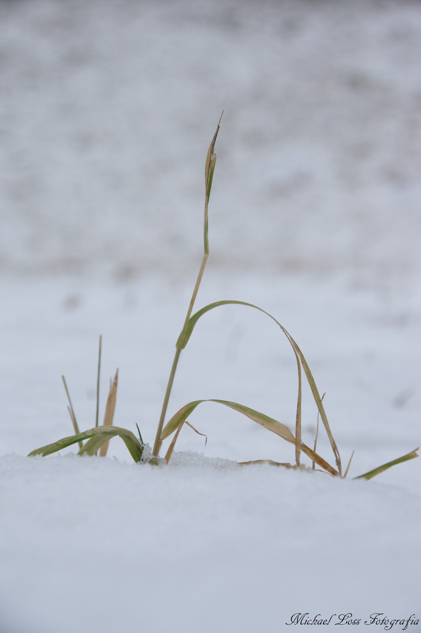 Pentax K-3 II sample photo