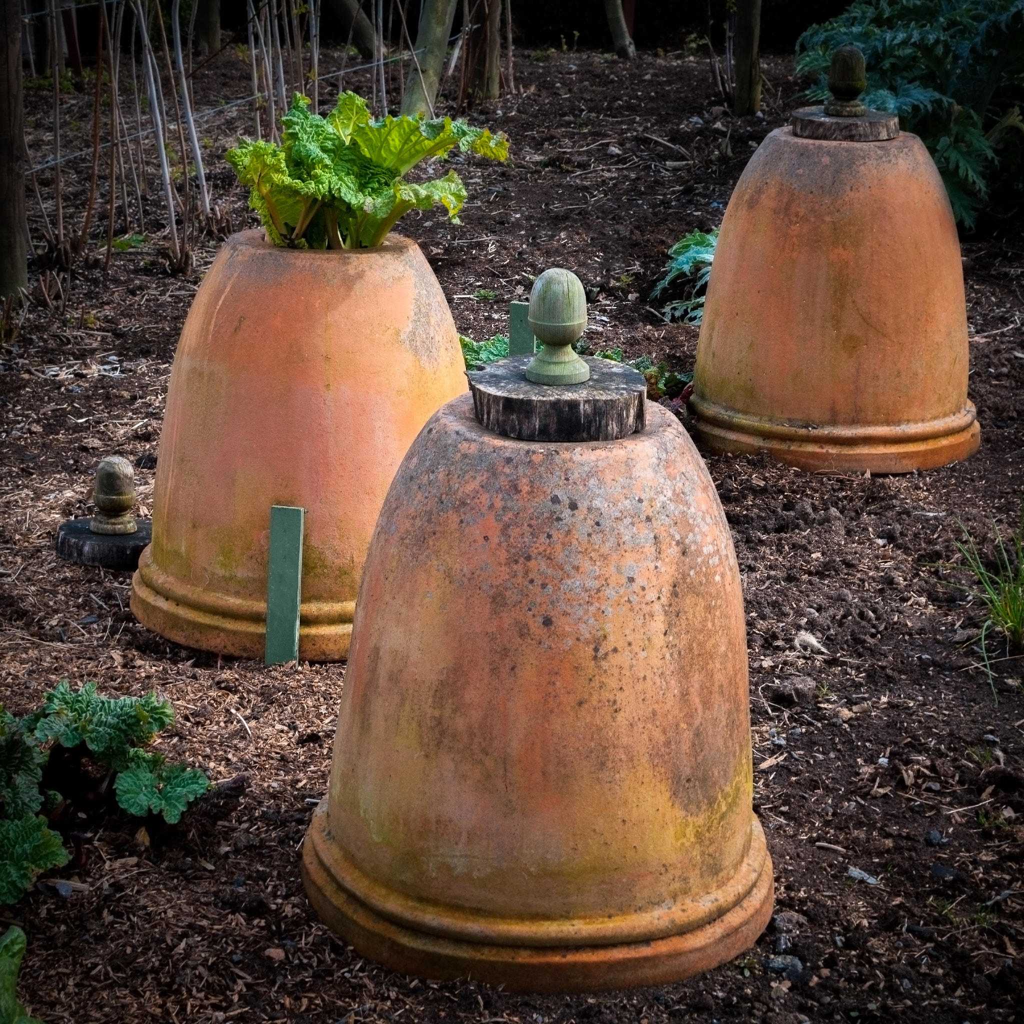 Pentax K-7 sample photo. Forcing rhubarb photography