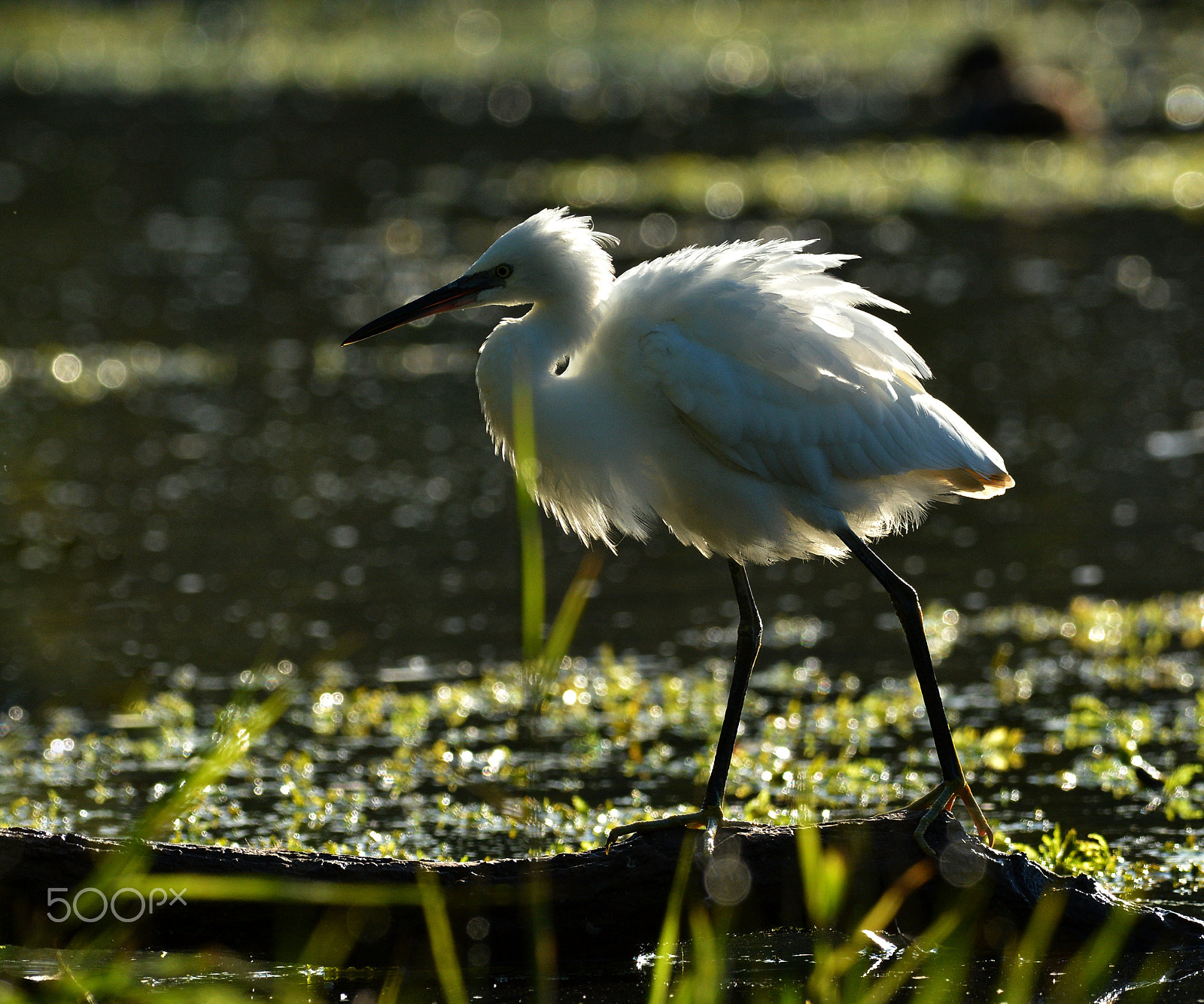 Nikon AF-S Nikkor 300mm F2.8G ED-IF VR sample photo. Garzetta photography